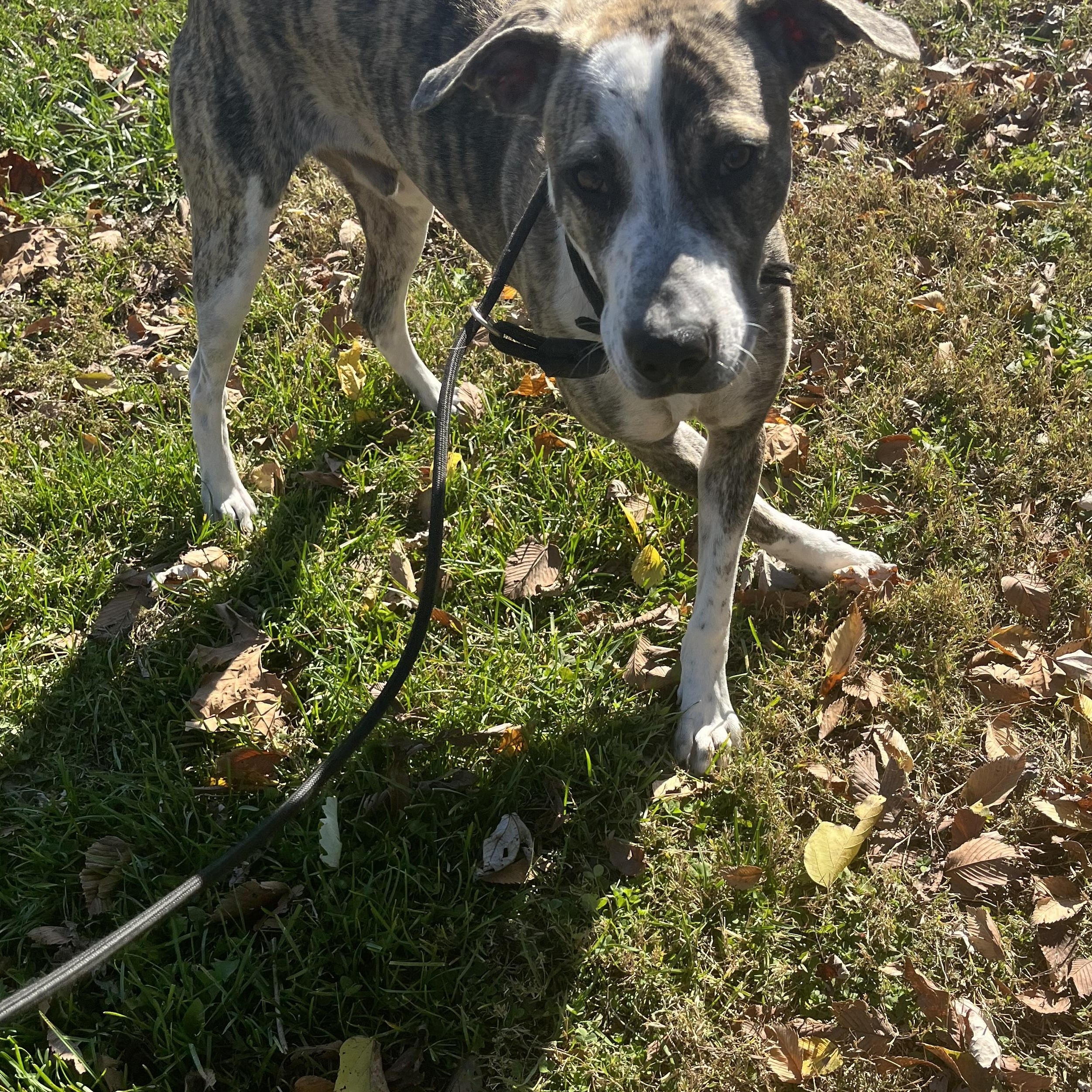 Enlarge Baxter, a Adoptable mixed breed in Farmington, MO image 4/6
