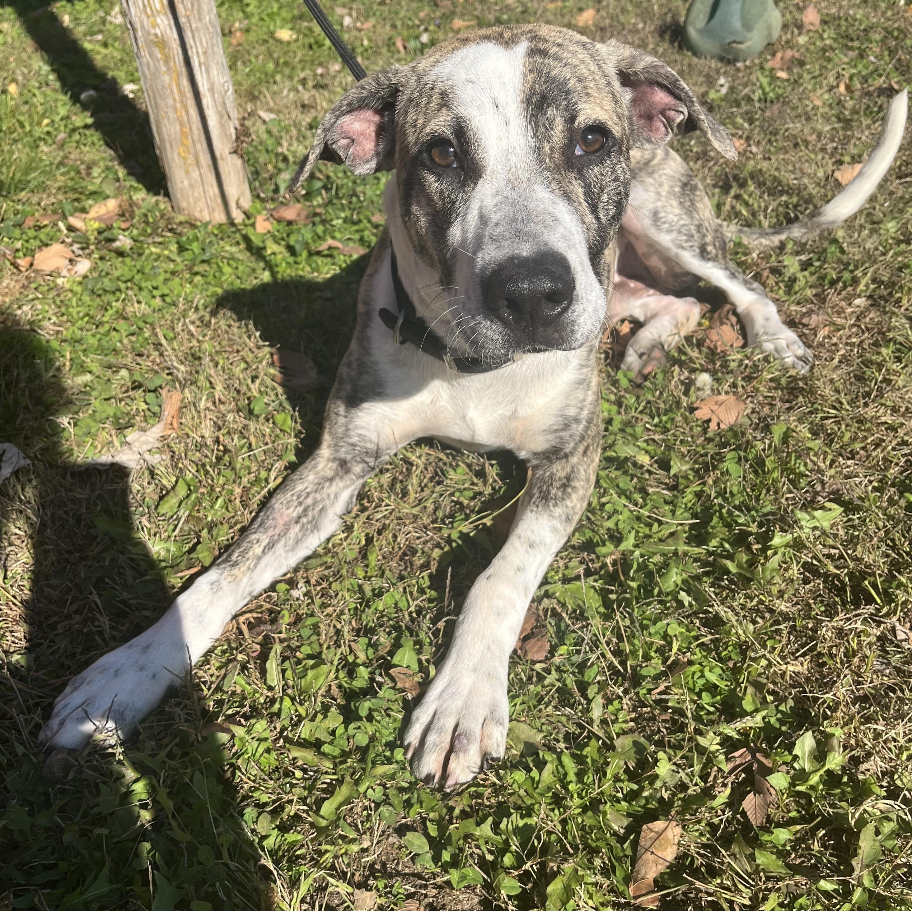Baxter, Adoptable, Young Male Plott Hound & Whippet.