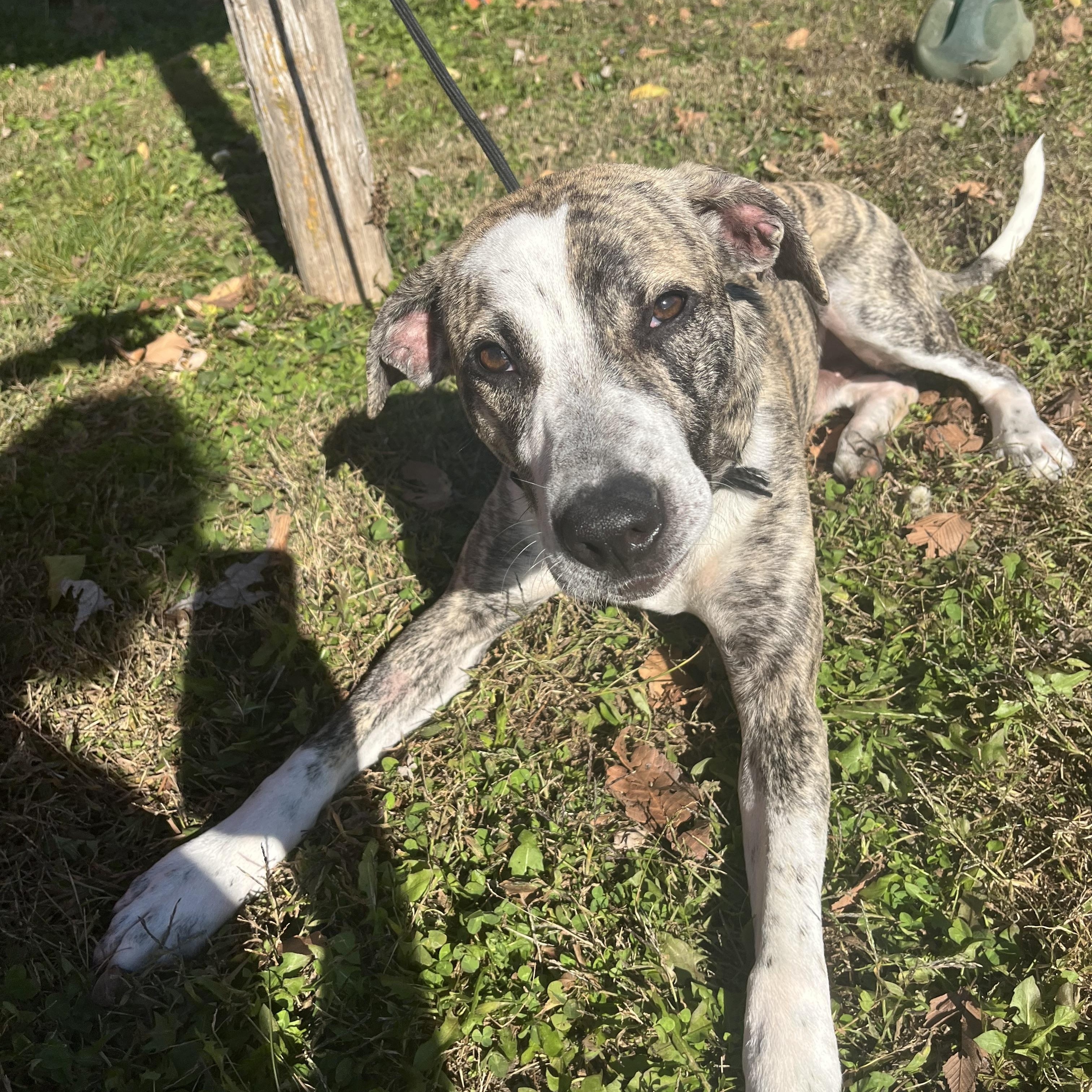 Enlarge Baxter, a Adoptable mixed breed in Farmington, MO image 2/6