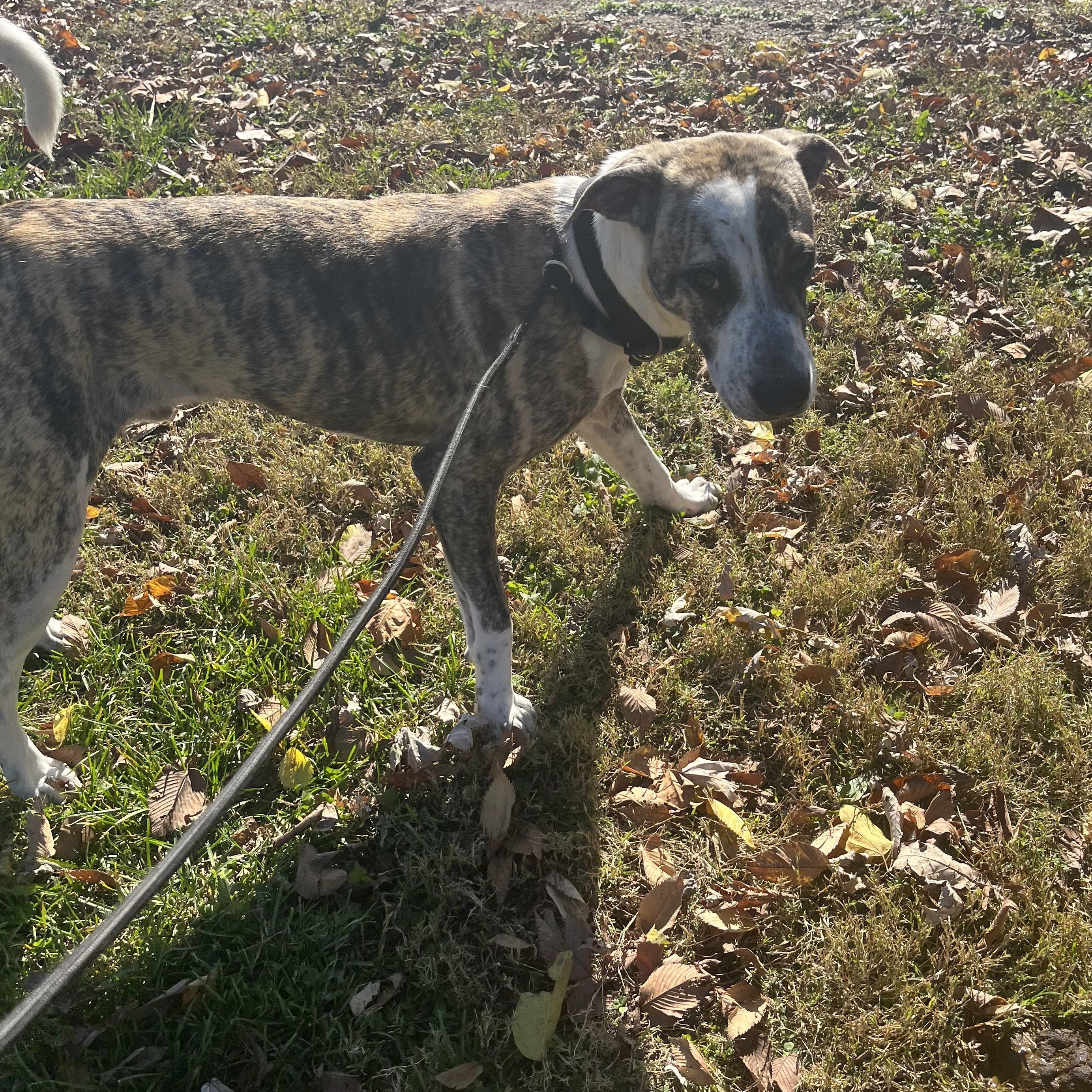 Enlarge Baxter, a Adoptable mixed breed in Farmington, MO image 6/6