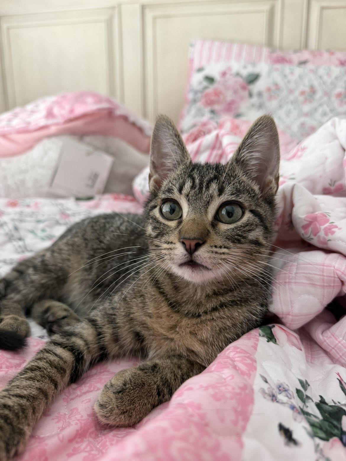 Enlarge Sol, a ADOPTABLE American Shorthair in Fort Collins, CO image 1/2