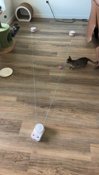Enlarge Sol, a ADOPTABLE American Shorthair in Fort Collins, CO video 2/2