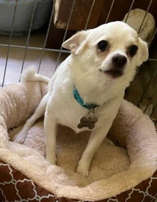 Levi, Adopted, Adult Male Chihuahua.