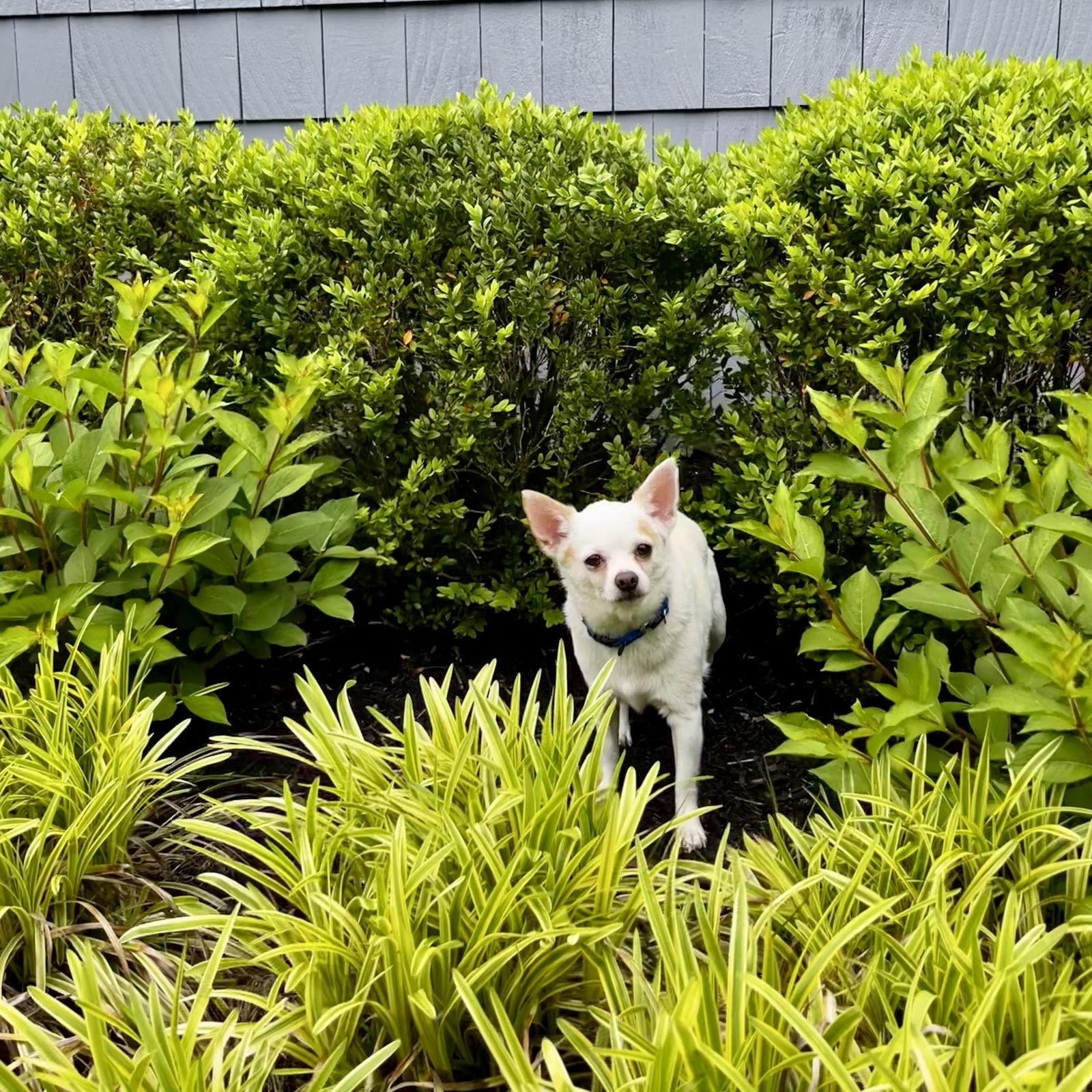 Levi, a Adopted Chihuahua in Oakhurst, NJ image 2/3