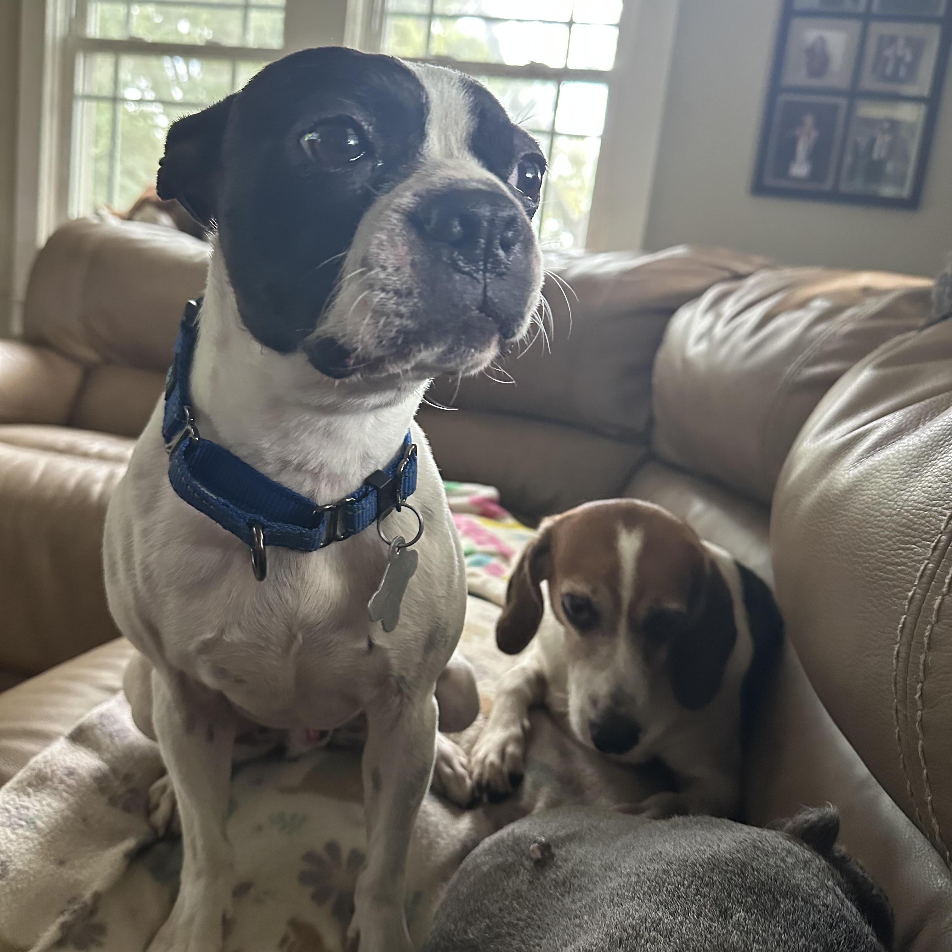 Enlarge Petey (D2012), a Adoptable Boston Terrier in Hayes, VA image 5/6
