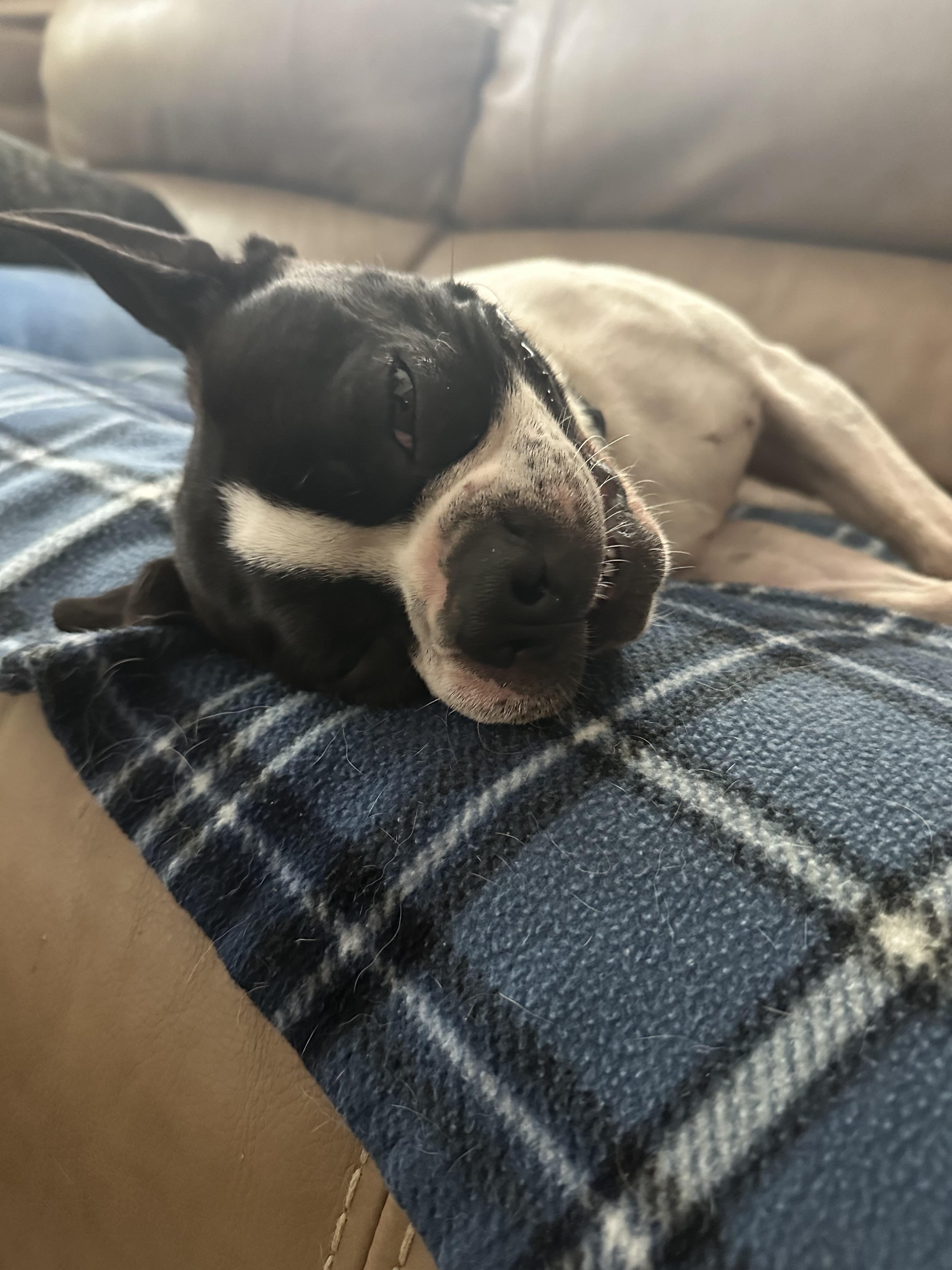 Enlarge Petey (D2012), a Adoptable Boston Terrier in Hayes, VA image 3/6