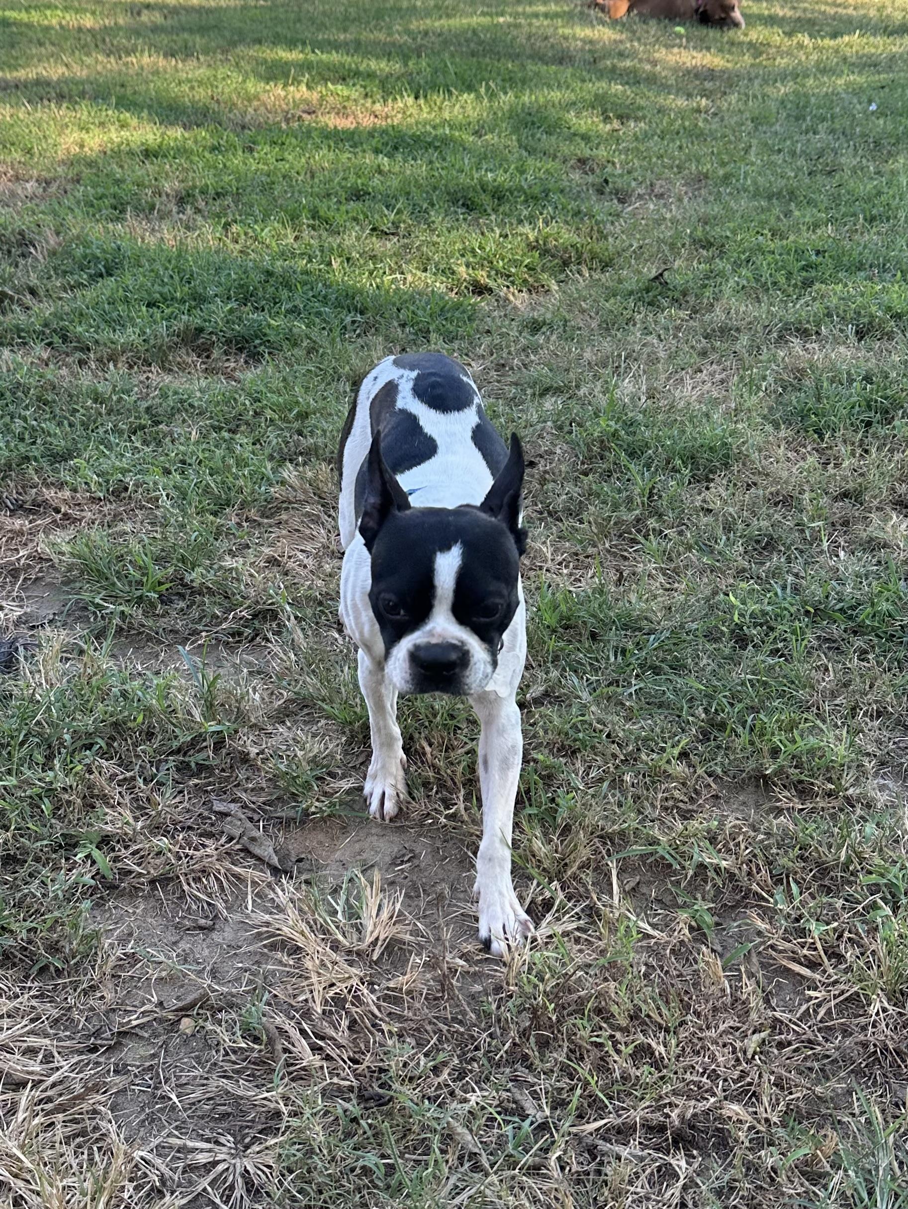 Enlarge Petey (D2012), a Adoptable Boston Terrier in Hayes, VA image 6/6