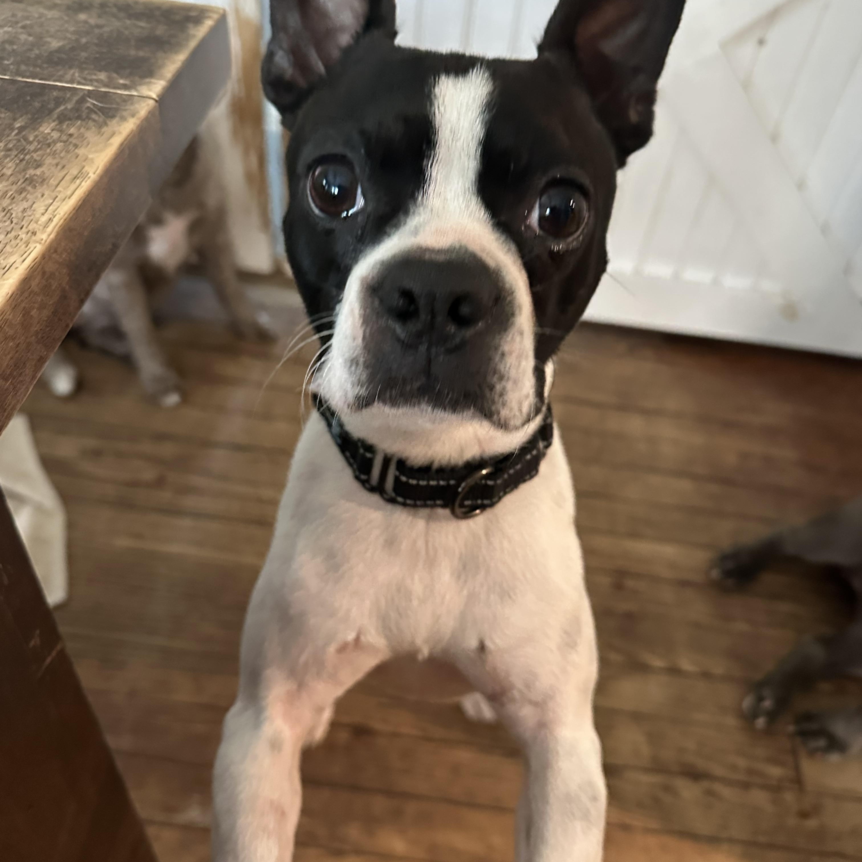 Enlarge Petey (D2012), a Adoptable Boston Terrier in Hayes, VA image 1/6