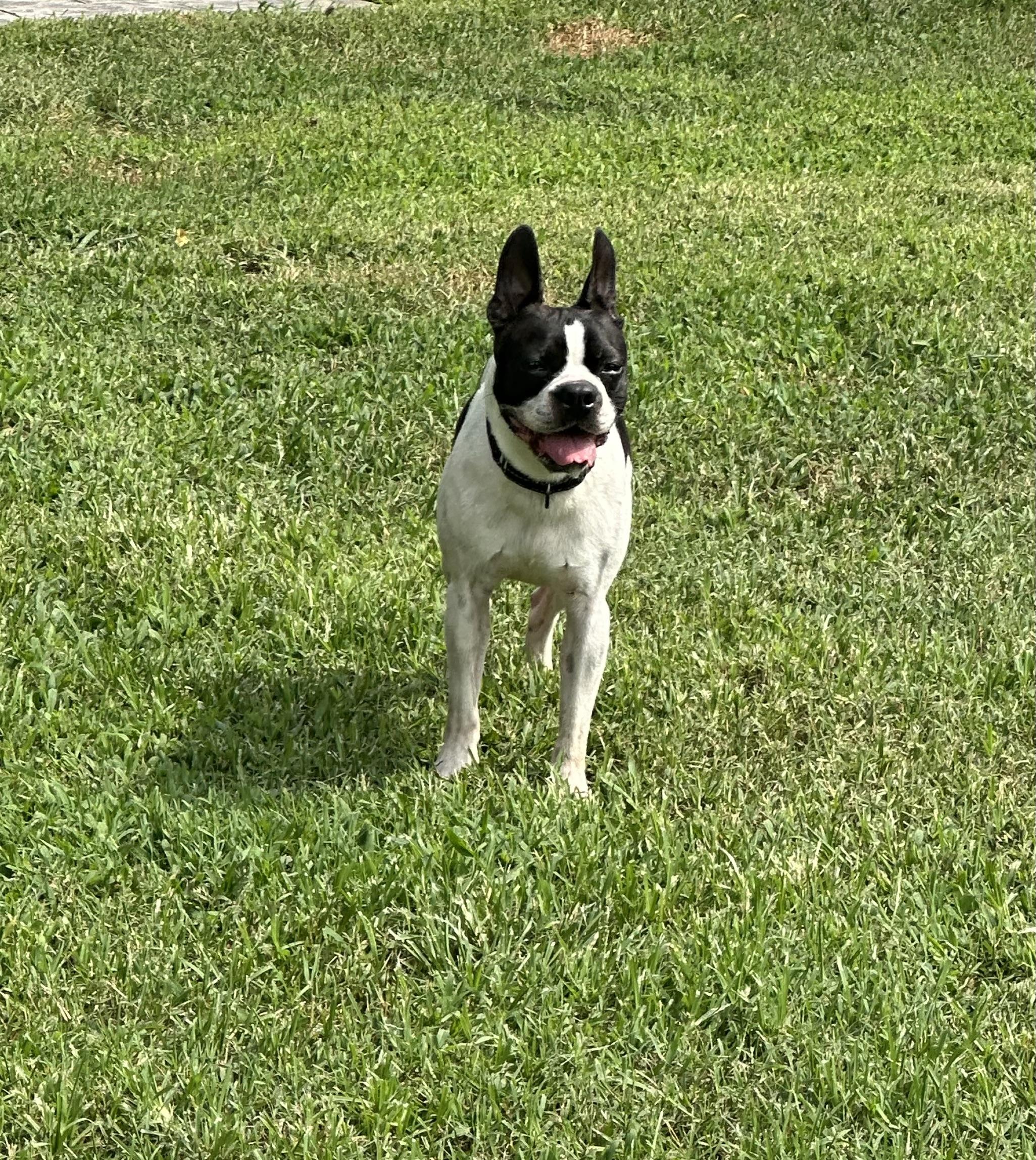 Enlarge Petey (D2012), a Adoptable Boston Terrier in Hayes, VA image 2/6