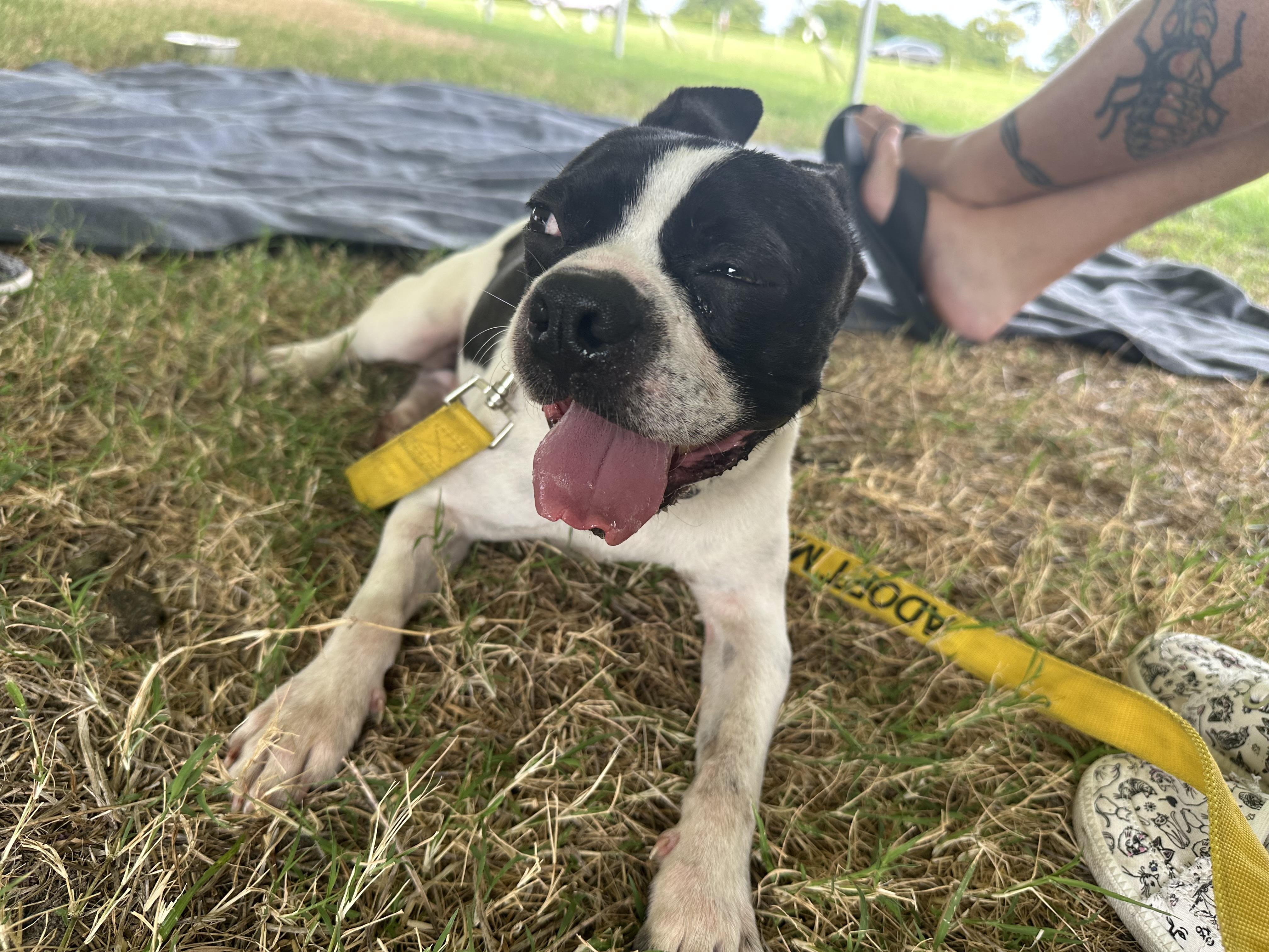 Enlarge Petey (D2012), a Adoptable Boston Terrier in Hayes, VA image 4/6