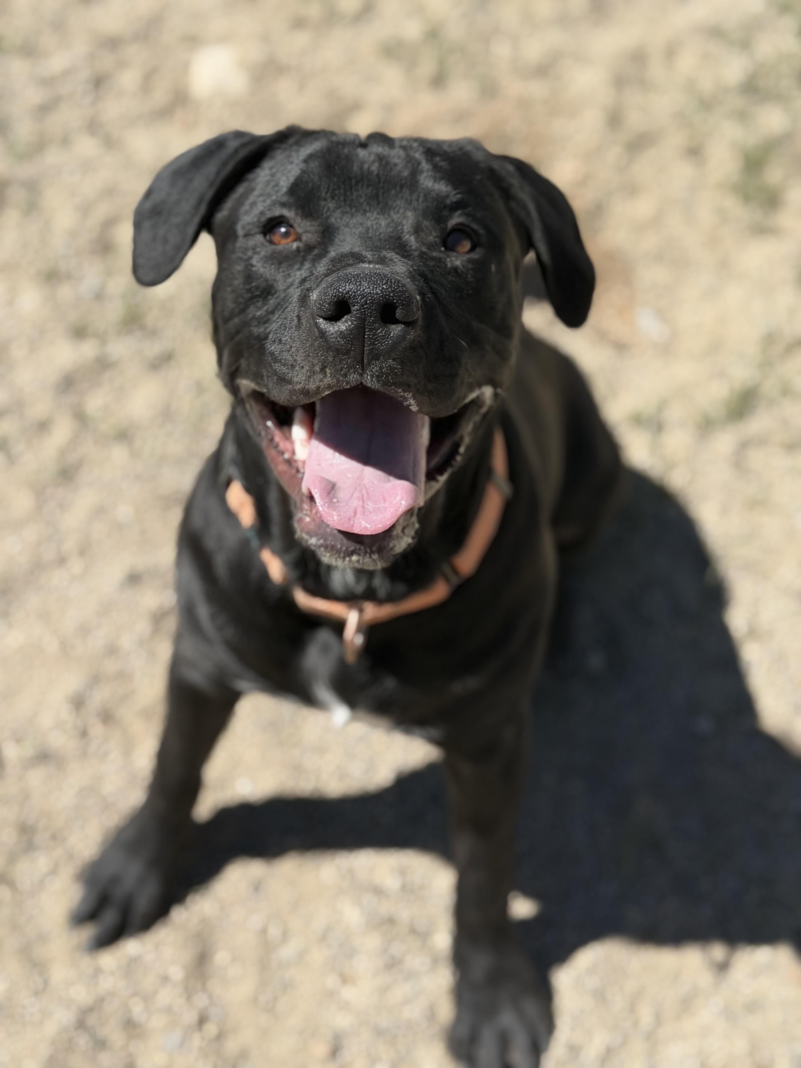 Enlarge Romulus, an adopted Mixed Breed in Buena Vista, CO image 1/5