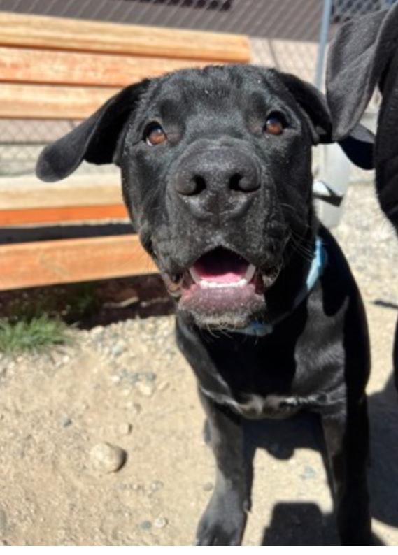 Enlarge Romulus, an adopted Mixed Breed in Buena Vista, CO image 4/5