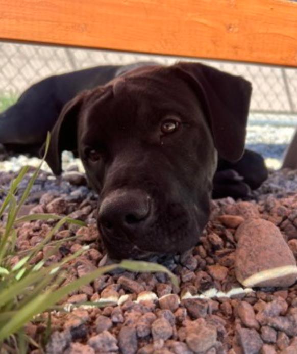 Enlarge Romulus, an adopted Mixed Breed in Buena Vista, CO image 2/5