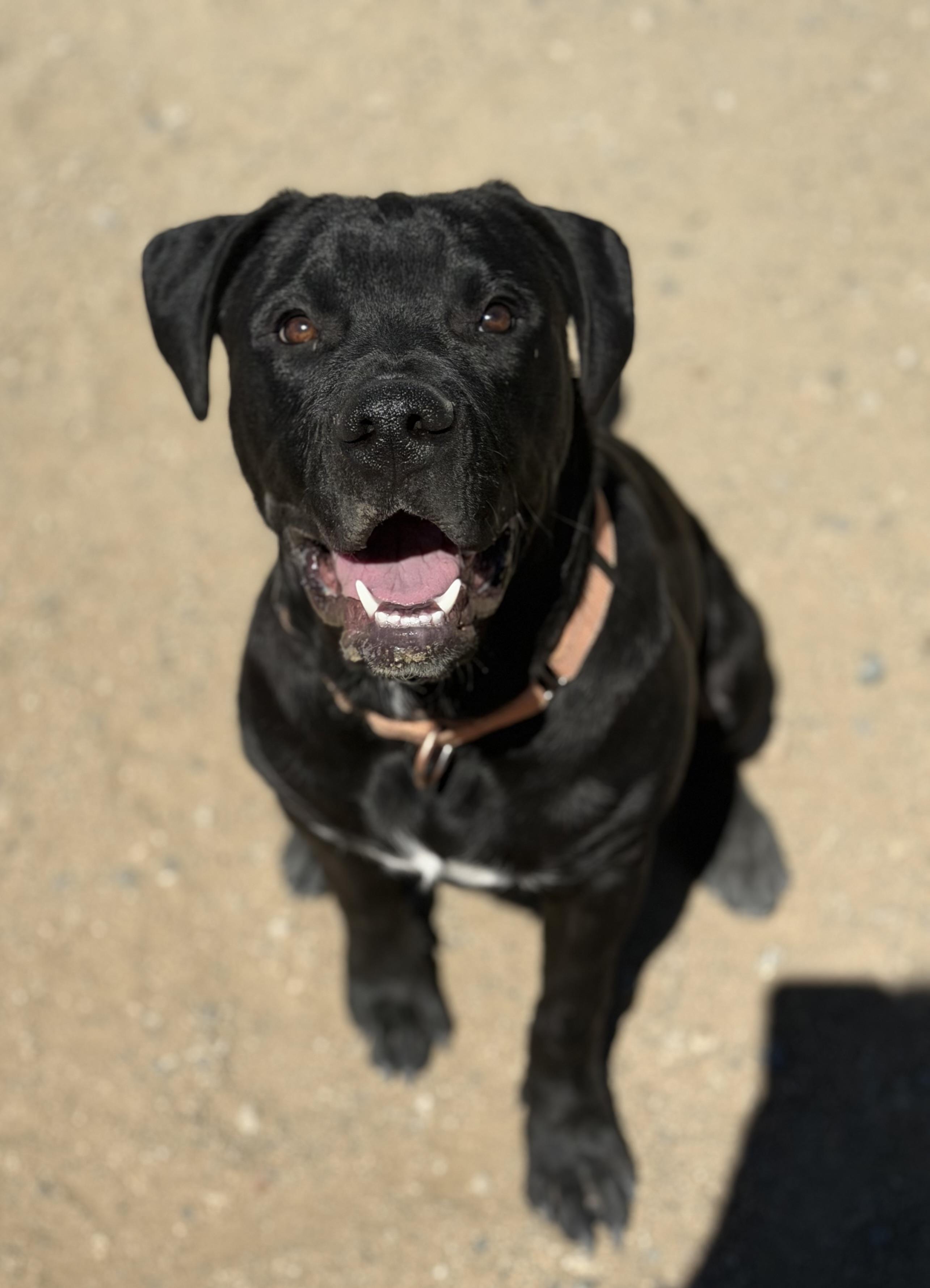 Enlarge Romulus, an adopted Mixed Breed in Buena Vista, CO image 5/5