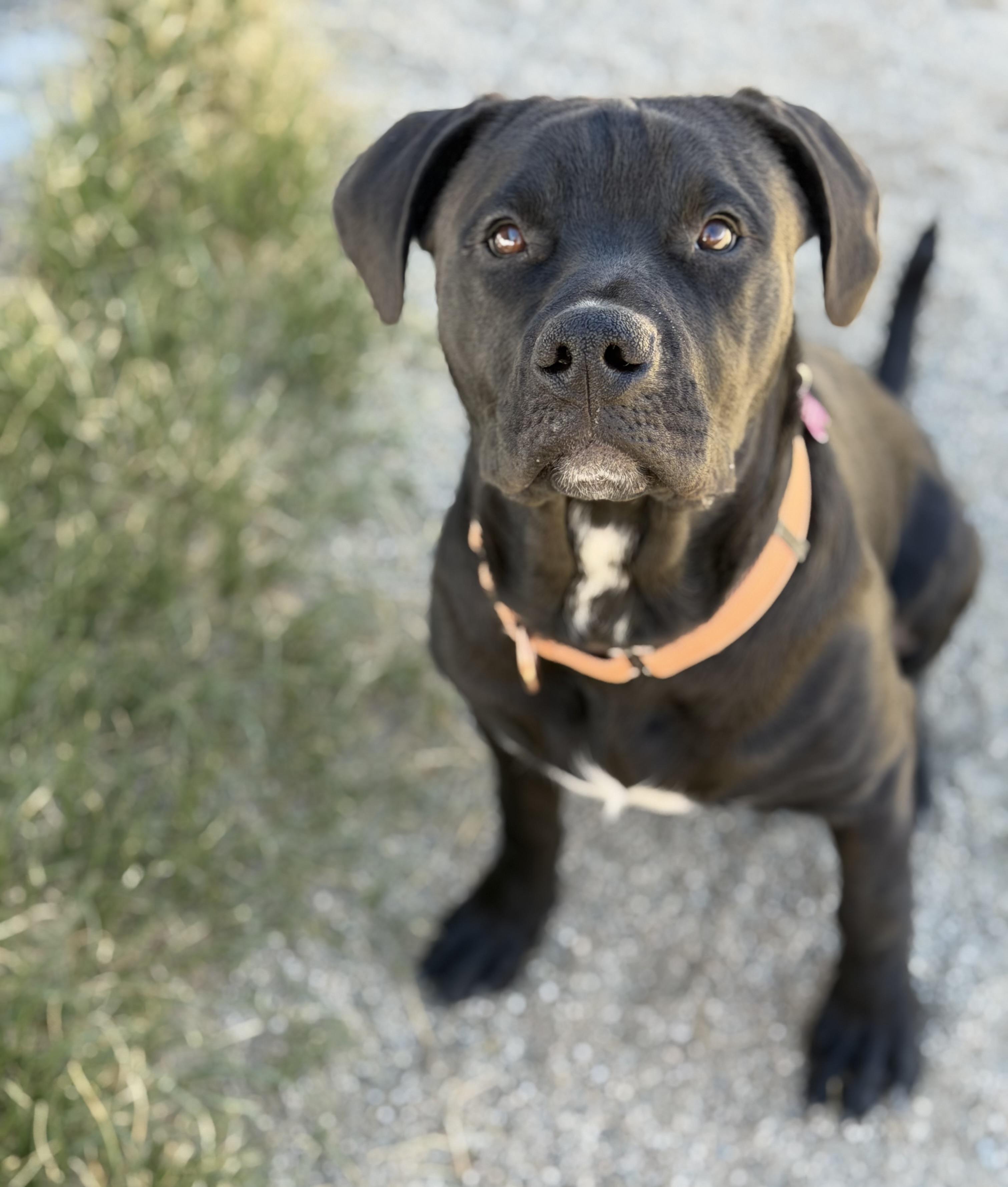 Enlarge Romulus, an adopted Mixed Breed in Buena Vista, CO image 3/5