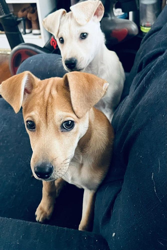 Enlarge Raina, a Adoptable mixed breed in Valley Stream, NY image 2/6