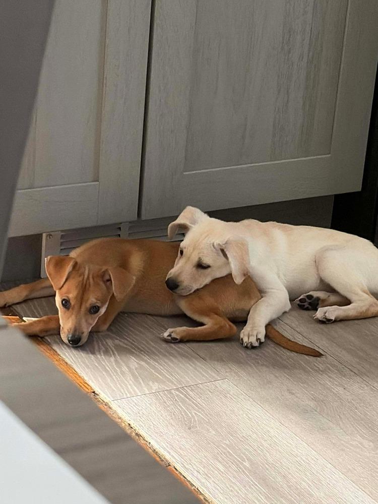 Enlarge Raina, a Adoptable mixed breed in Valley Stream, NY image 3/6