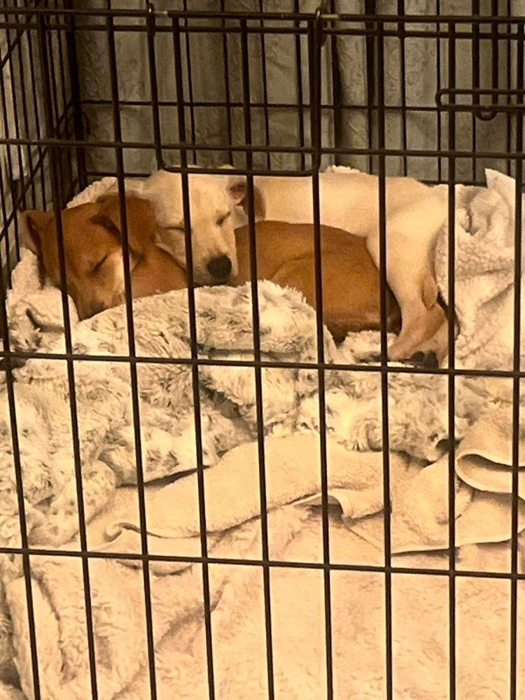 Enlarge Raina, a Adoptable mixed breed in Valley Stream, NY image 4/6