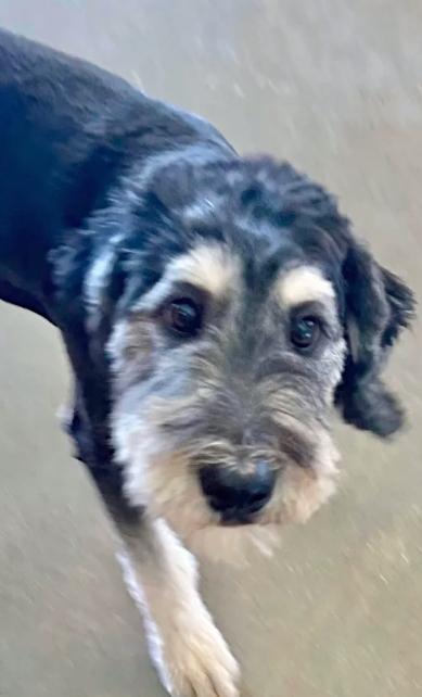 Mojo, a ADOPTABLE mixed breed in Boulder, CO image 4/4
