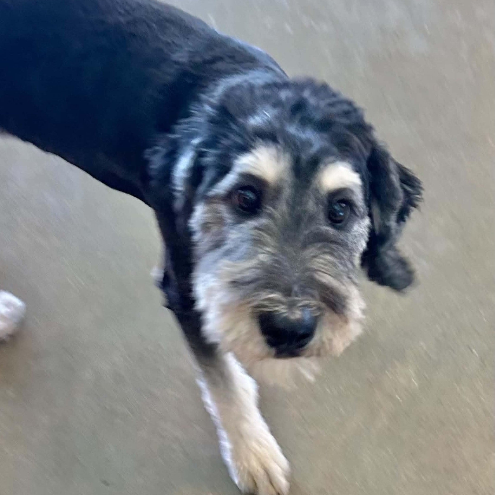Mojo, ADOPTABLE, Young Male Schnauzer & Poodle.