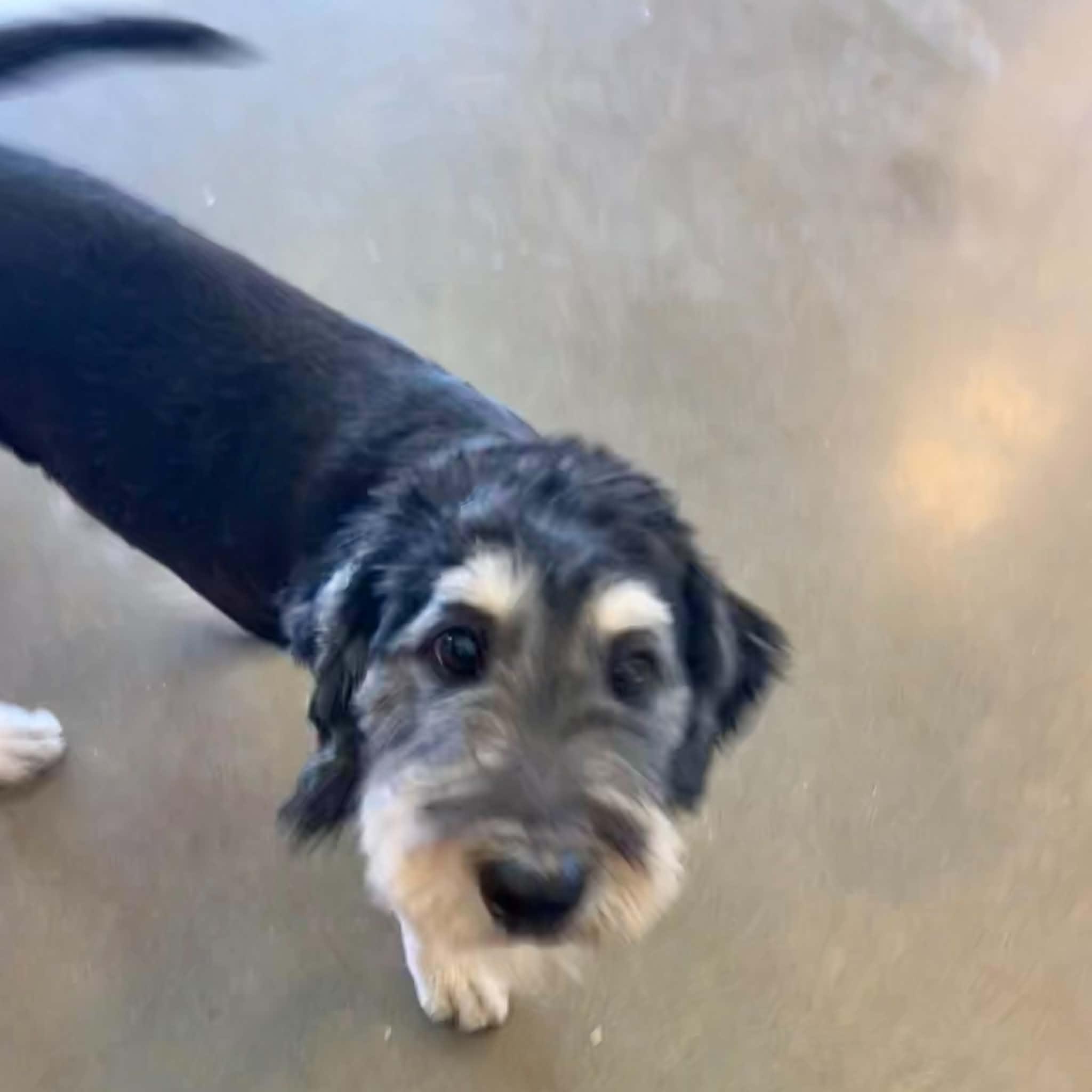 Mojo, a ADOPTABLE mixed breed in Boulder, CO image 3/4