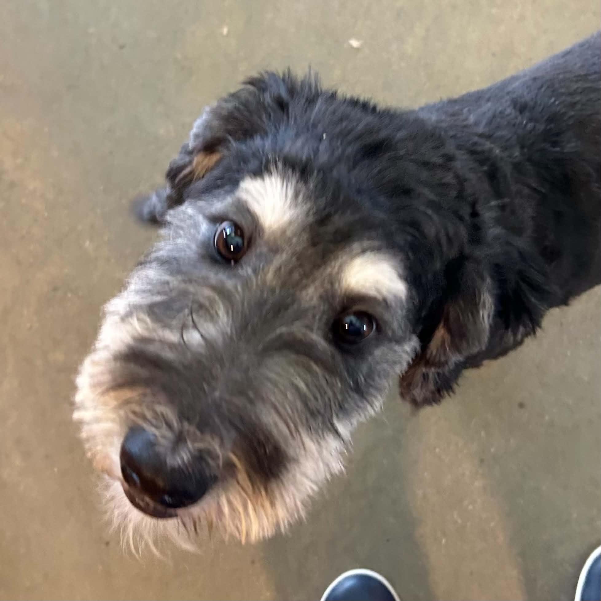 Mojo, a ADOPTABLE mixed breed in Boulder, CO image 2/4