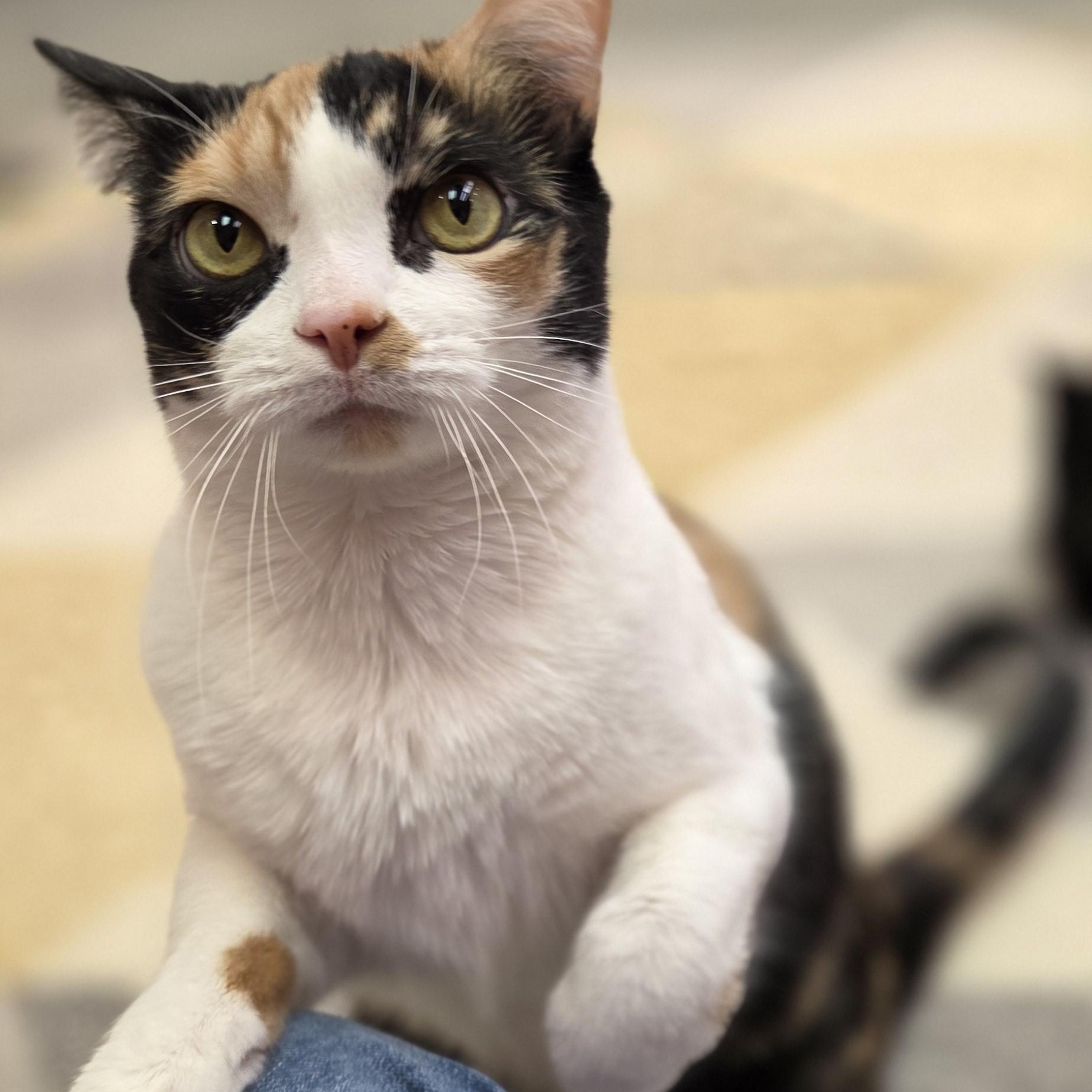 Enlarge IVY, an adoption pending mixed breed in Louisville, OH image 1/3