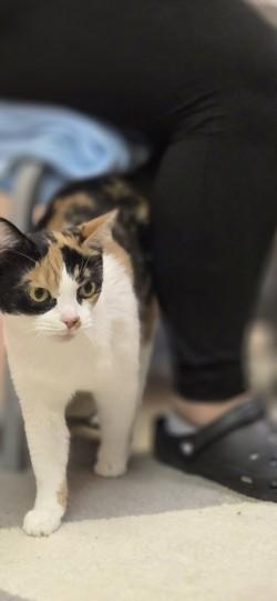 Enlarge IVY, a Adoptable mixed breed in Louisville, OH image 4/4