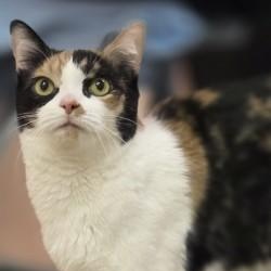 Enlarge IVY, a Adoptable mixed breed in Louisville, OH image 3/4