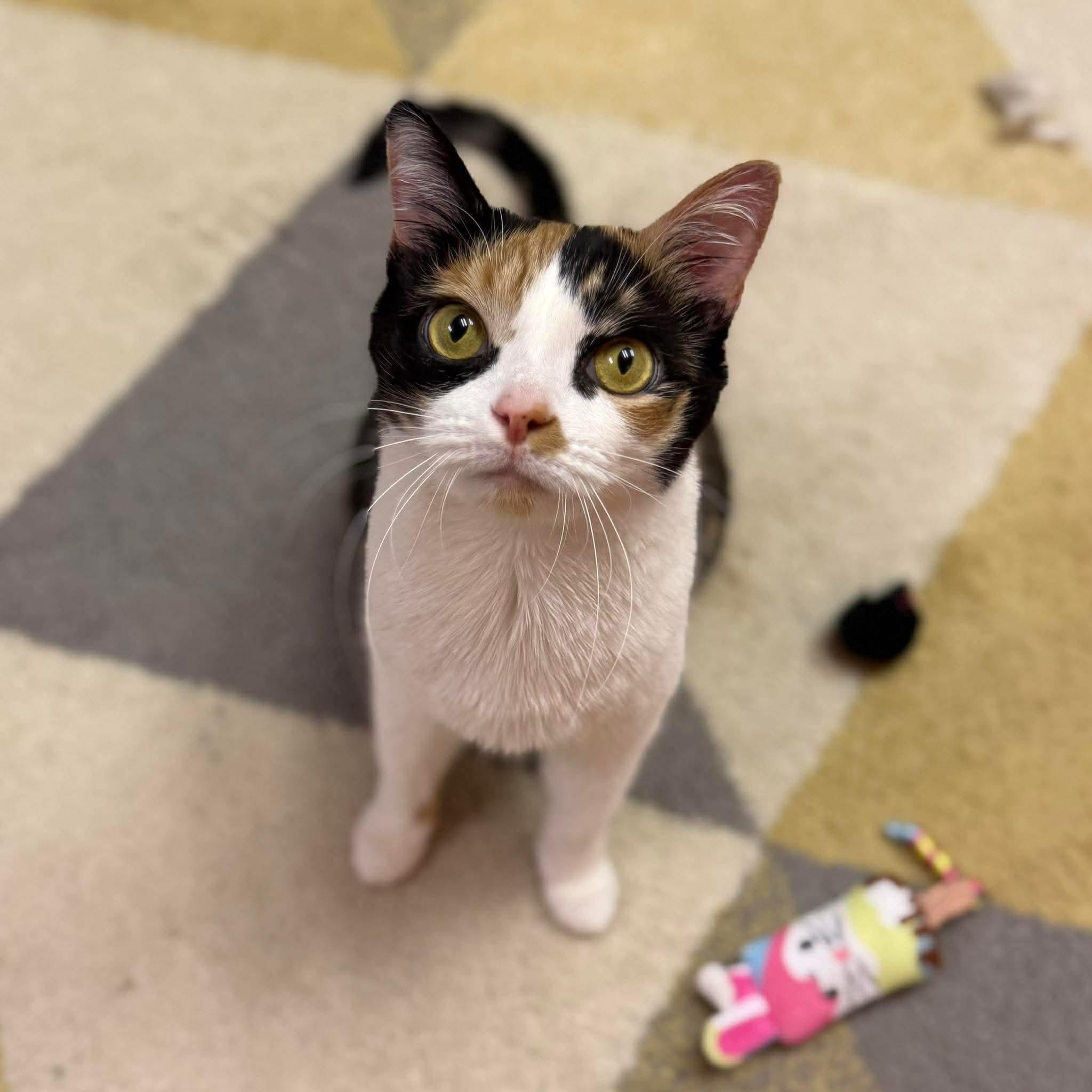 IVY, Adoptable, Young Female Calico & Domestic Short Hair.