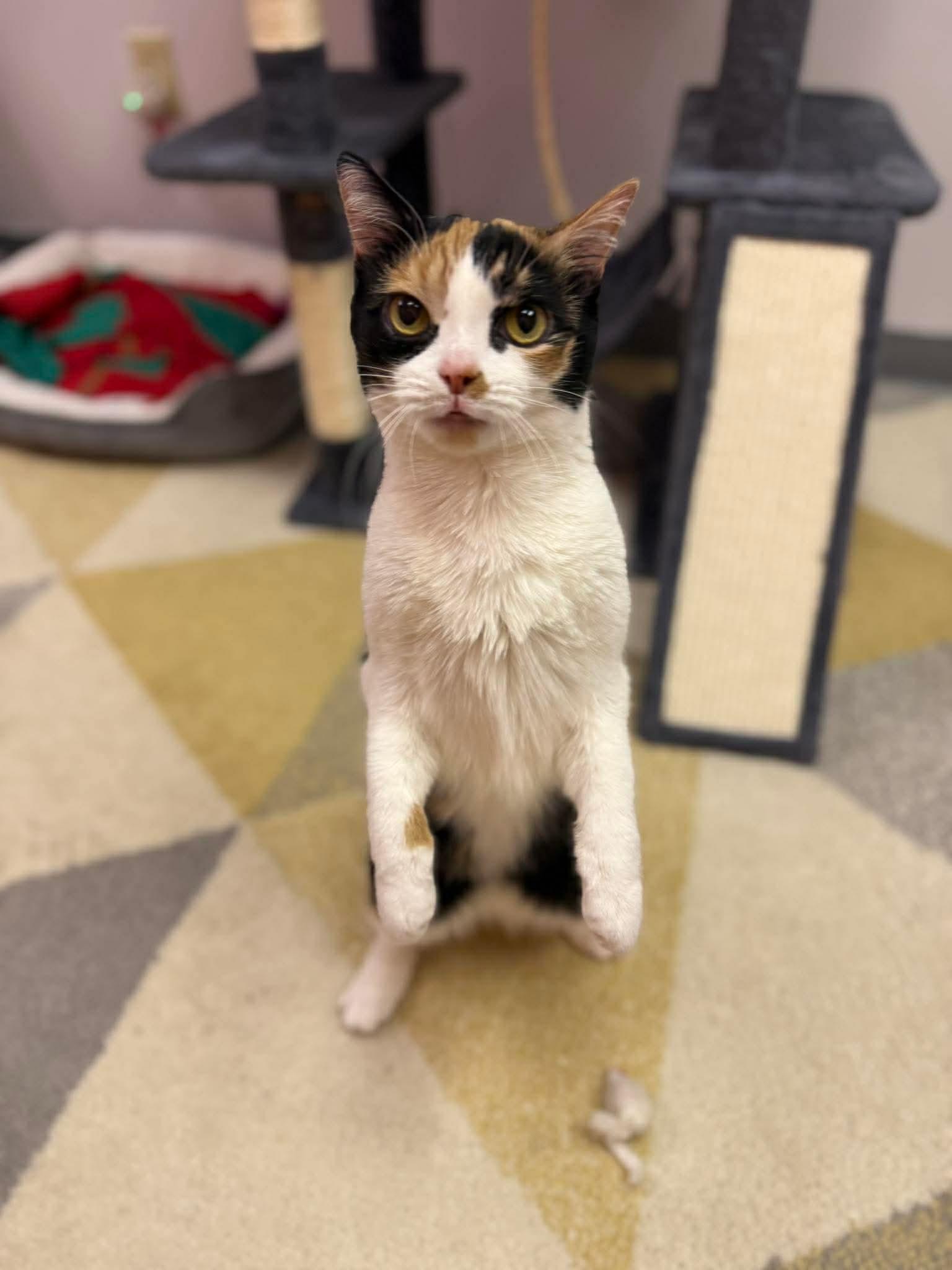 Enlarge IVY, a Adoptable mixed breed in Louisville, OH image 2/4