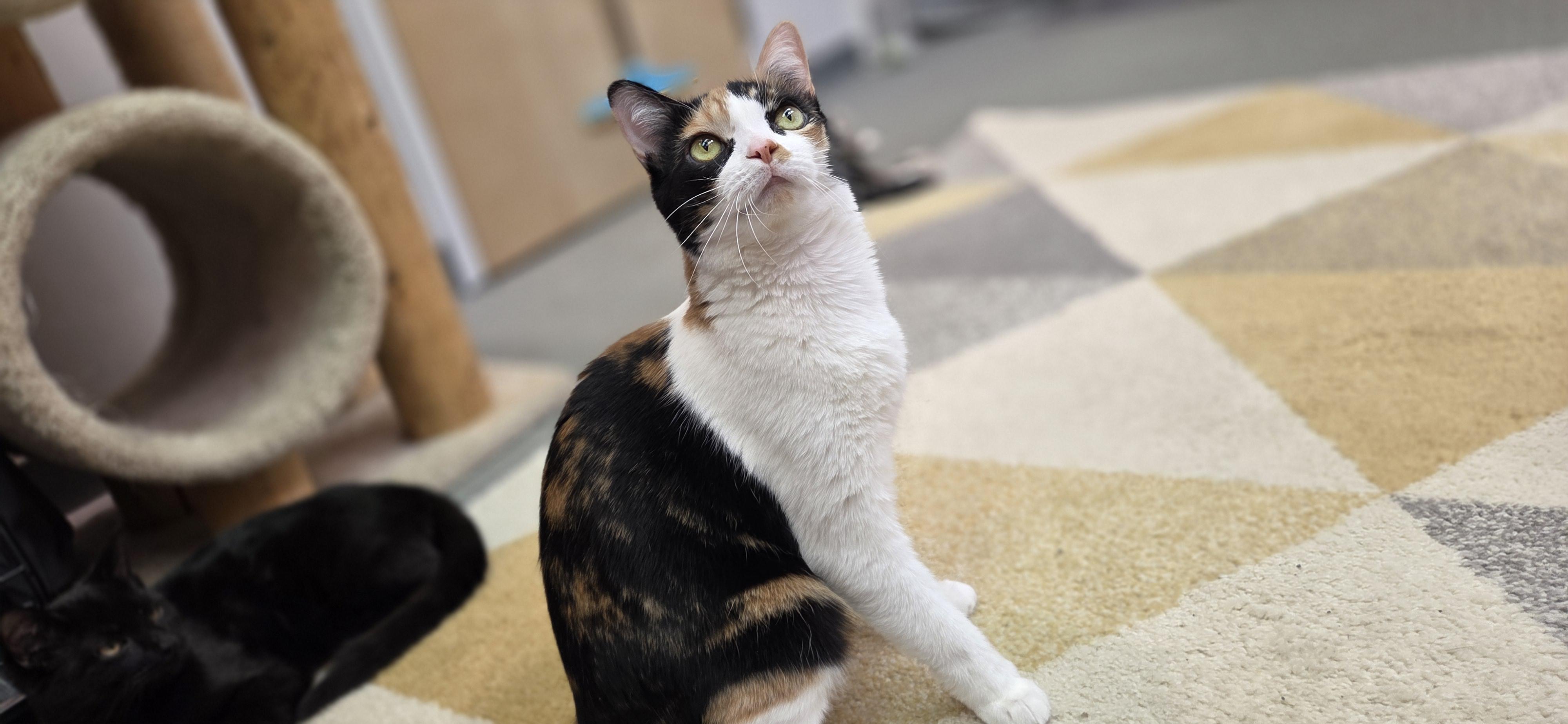 Enlarge IVY, an adoption pending mixed breed in Louisville, OH image 3/3