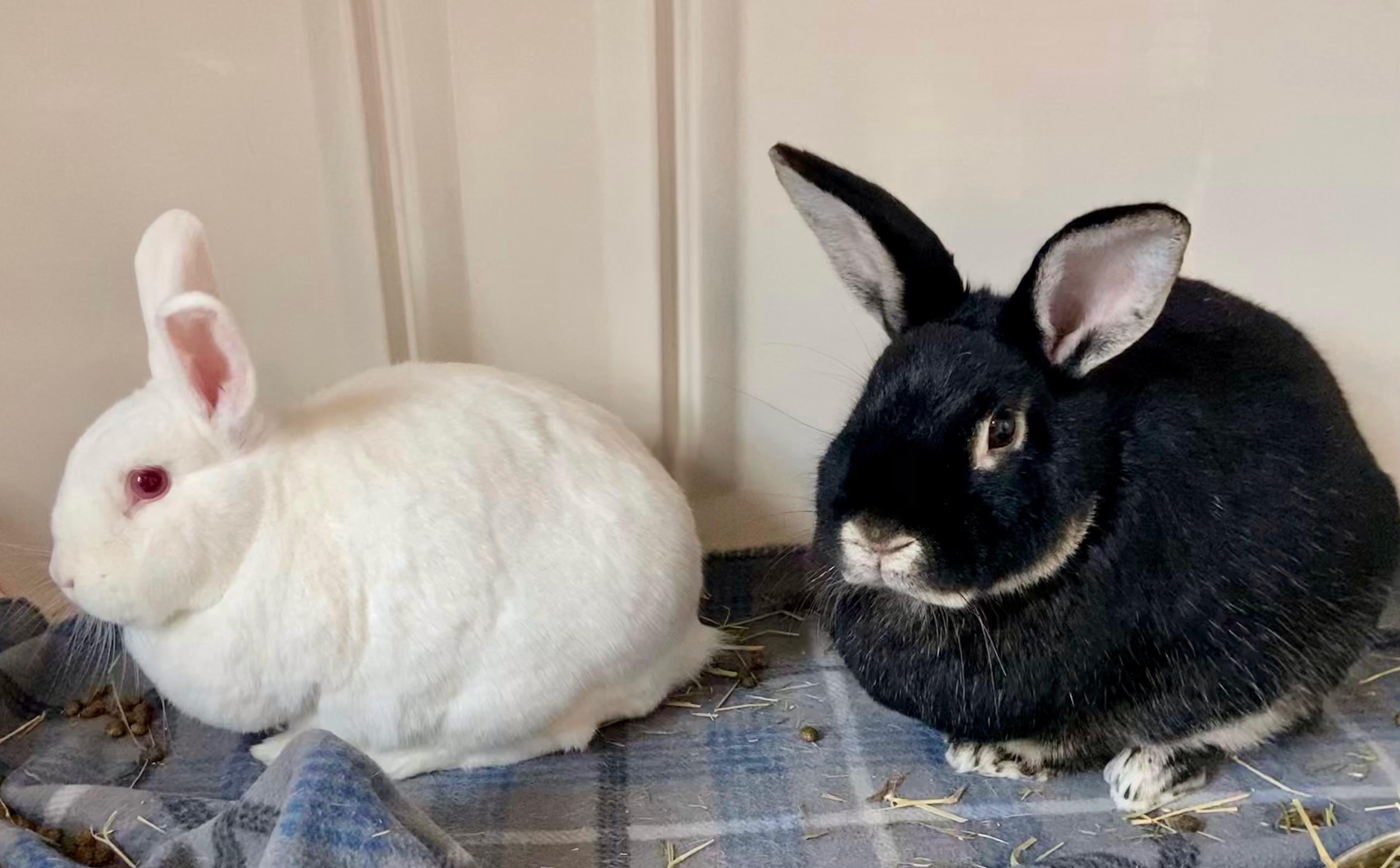 Vixen and Violet (bonded pair) photo 3
