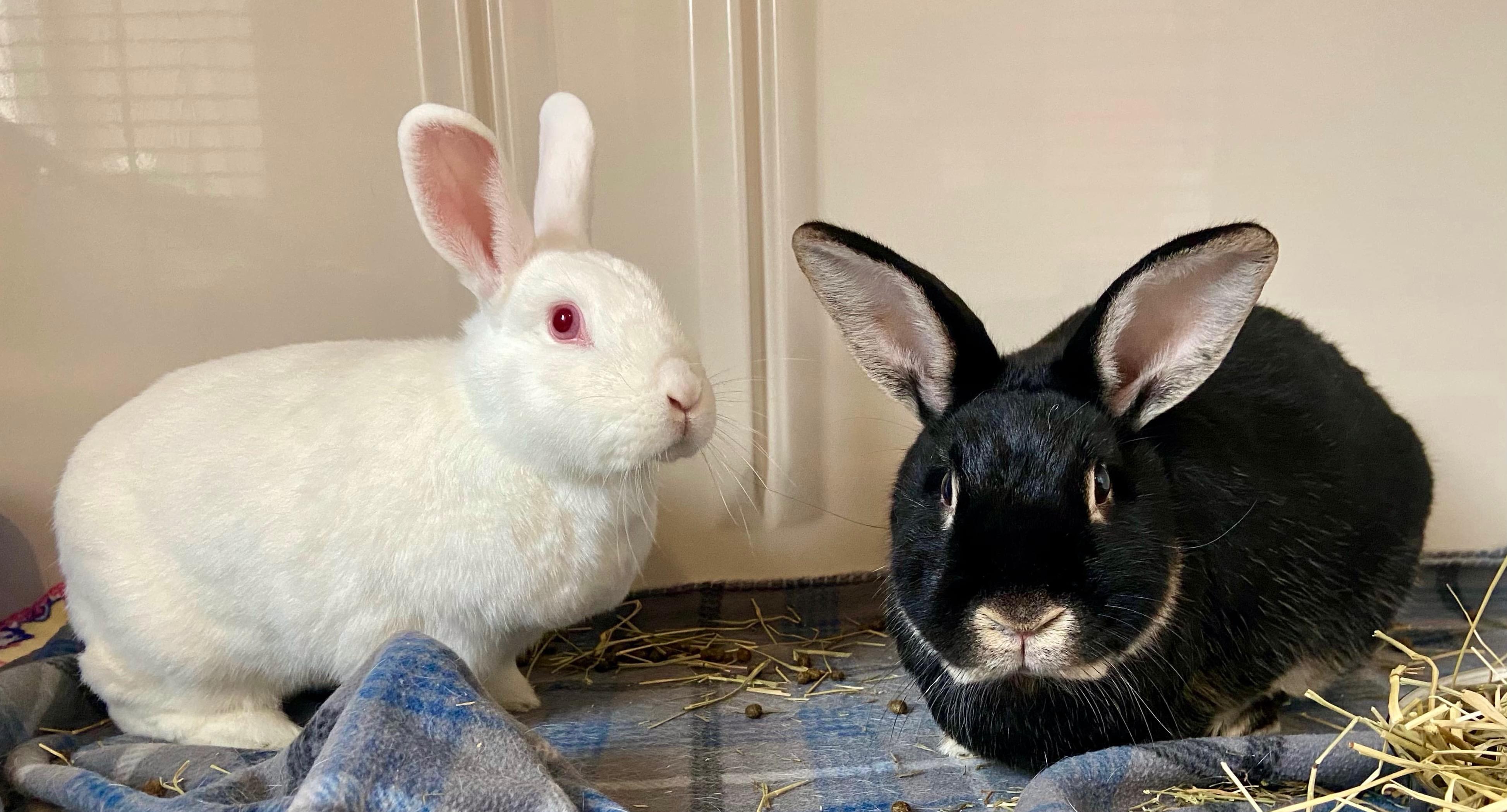 Vixen and Violet (bonded pair), Adult Female unknown
