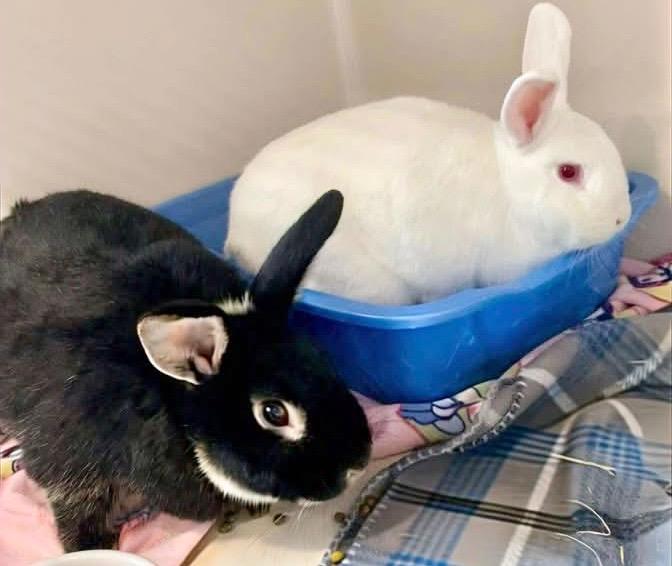Vixen and Violet (bonded pair) photo 2