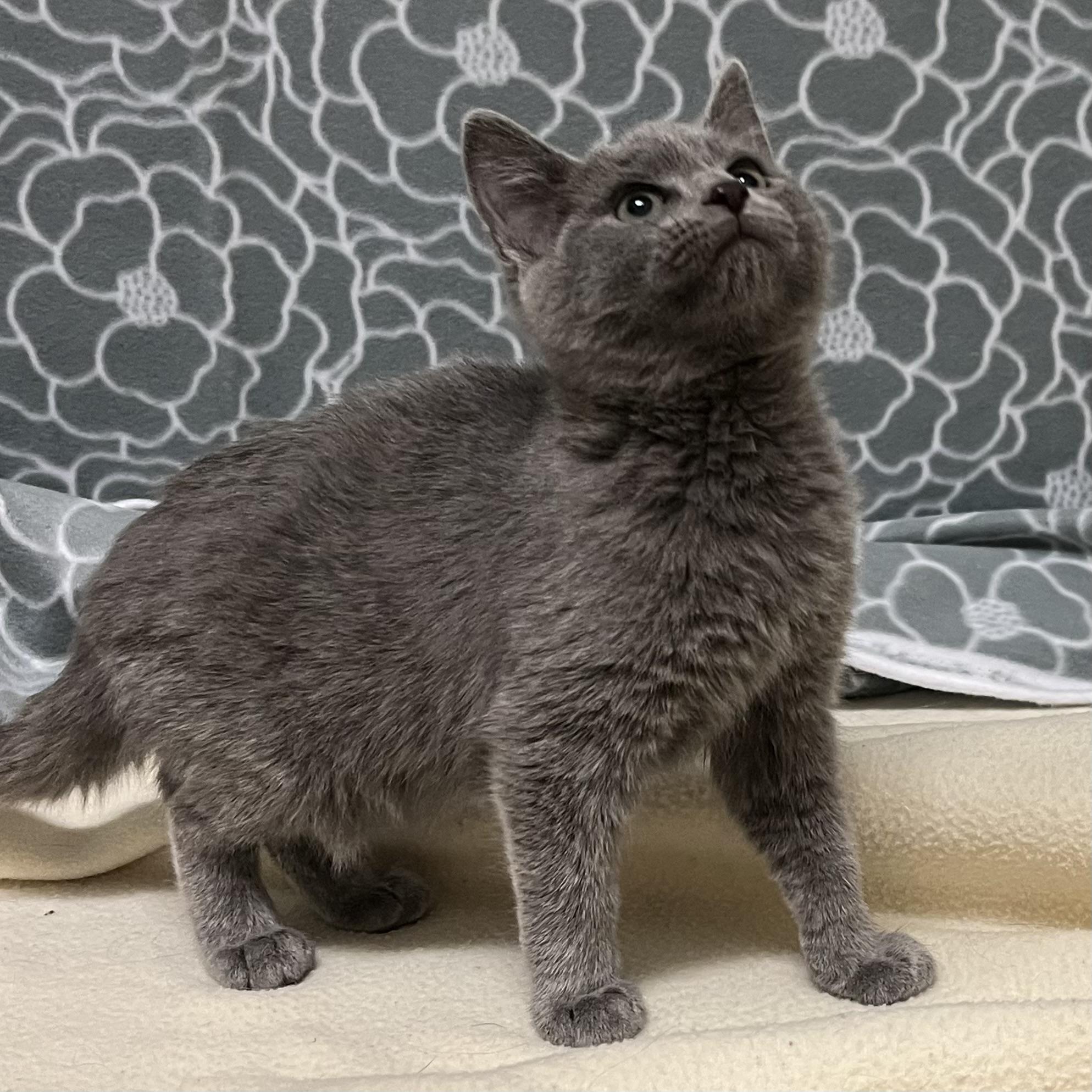 Slate, an adopted mixed breed in Libertyville, IL image 1/3