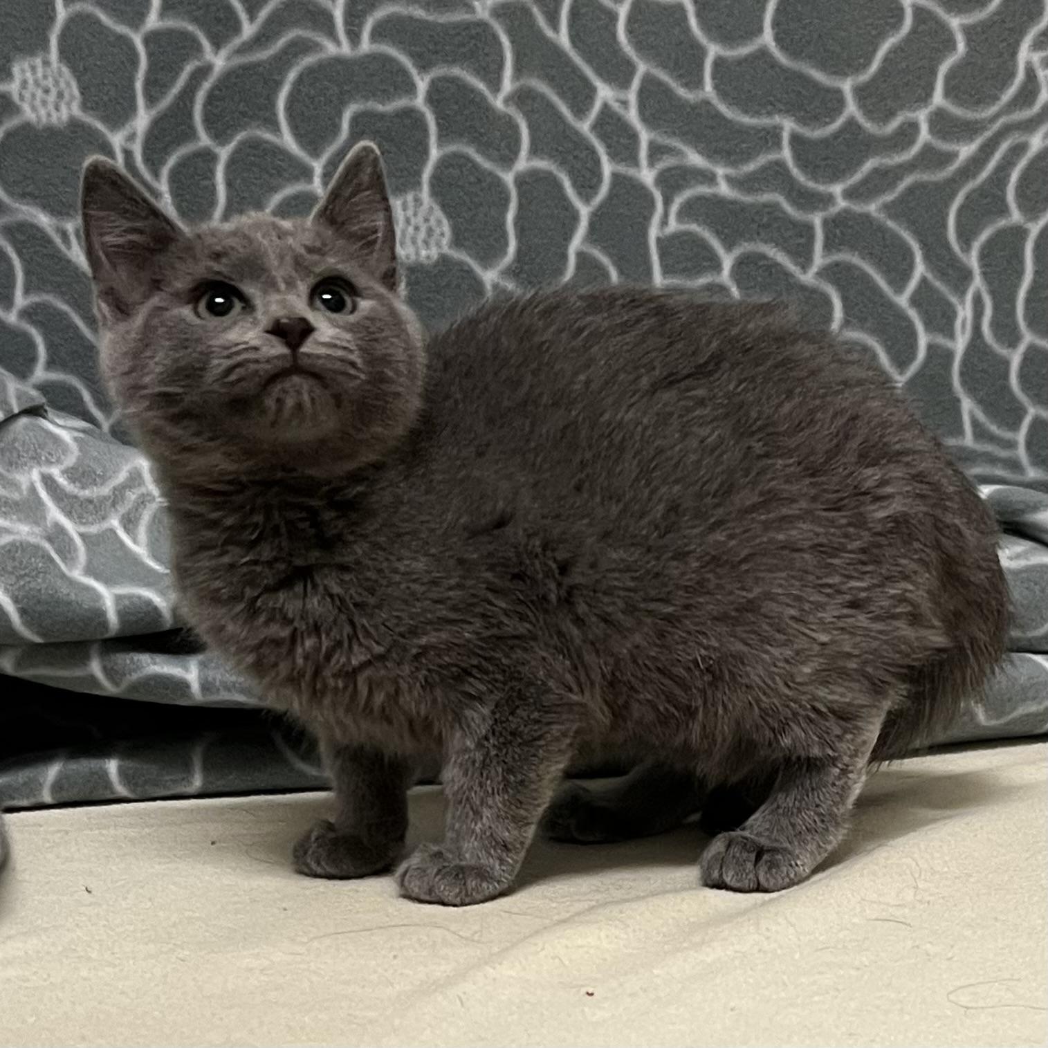 Slate, an adopted mixed breed in Libertyville, IL image 3/3