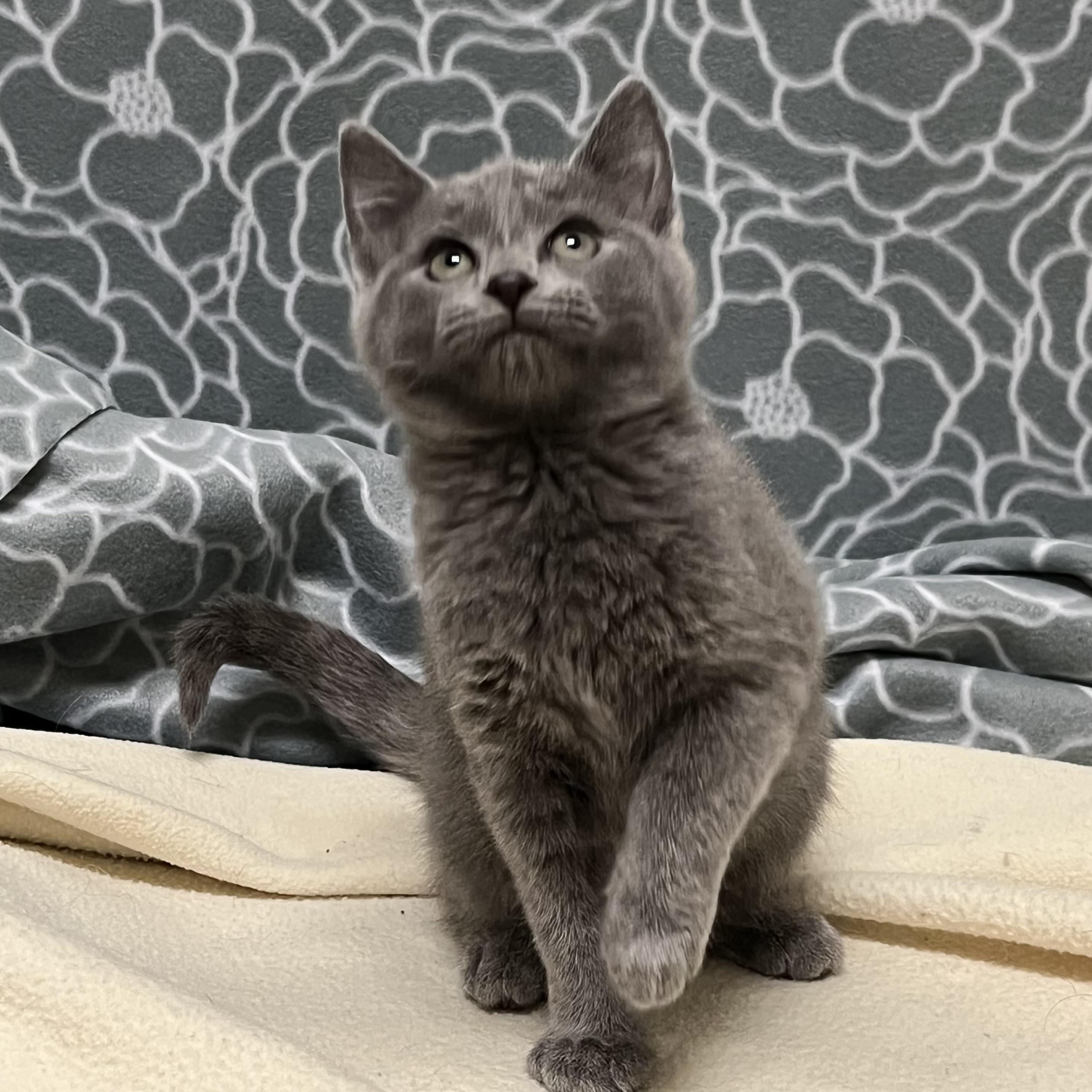 Slate, an adopted mixed breed in Libertyville, IL image 2/3