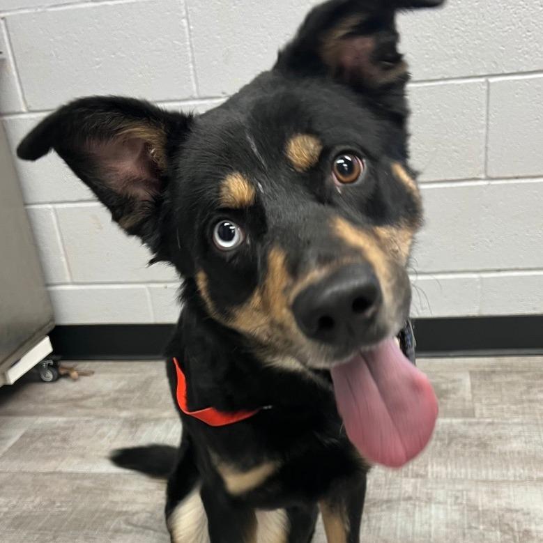 Grouper, Adoptable, Adult Male Mixed Breed.