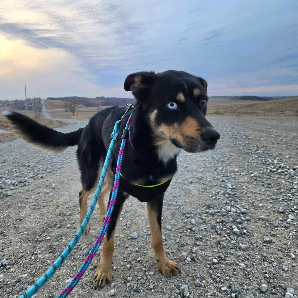 Enlarge Grouper, a Adoptable Mixed Breed in Boone, IA image 2/4