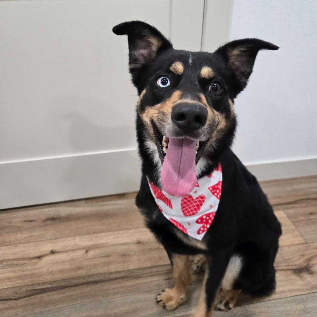Enlarge Grouper, a Adoptable Mixed Breed in Boone, IA image 3/4