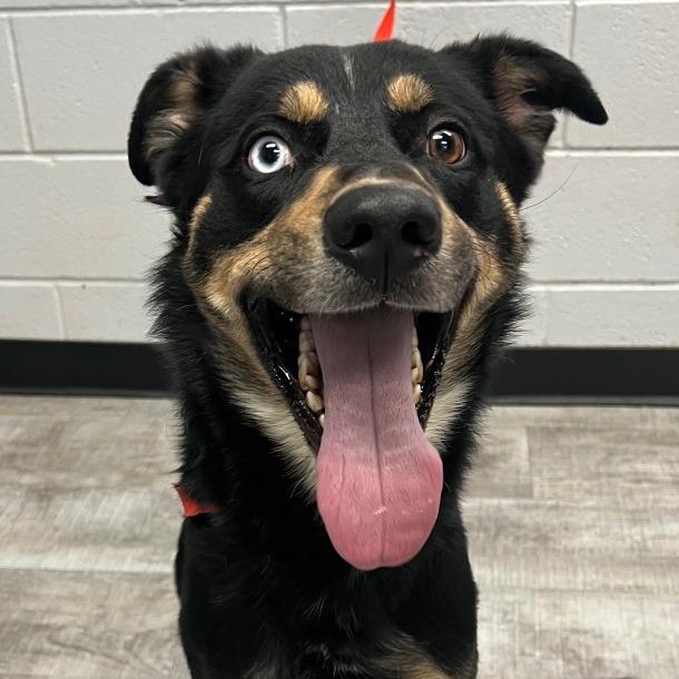 Enlarge Grouper, a Adoptable Mixed Breed in Boone, IA image 4/4