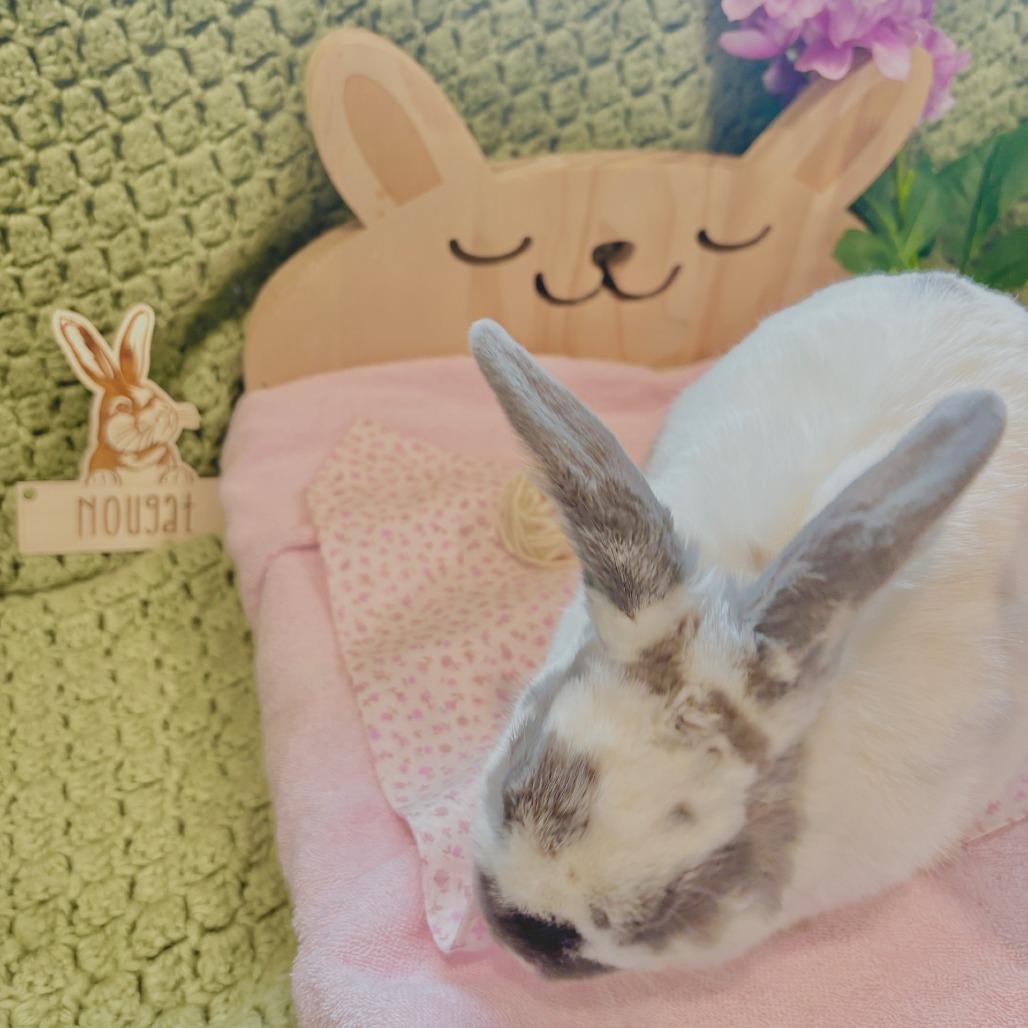 Enlarge Nougat, a Adoptable Mini Rex in Manchester, CT image 2/6