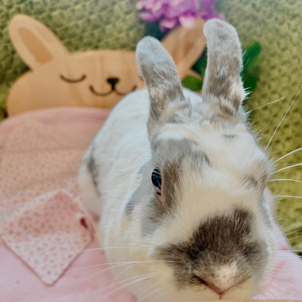 Enlarge Nougat, a Adoptable Mini Rex in Manchester, CT image 3/6