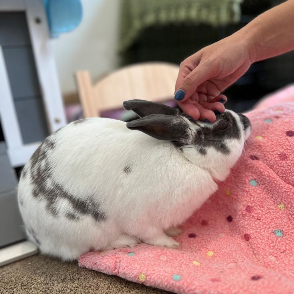 Enlarge Nougat, a Adoptable Mini Rex in Manchester, CT image 4/6
