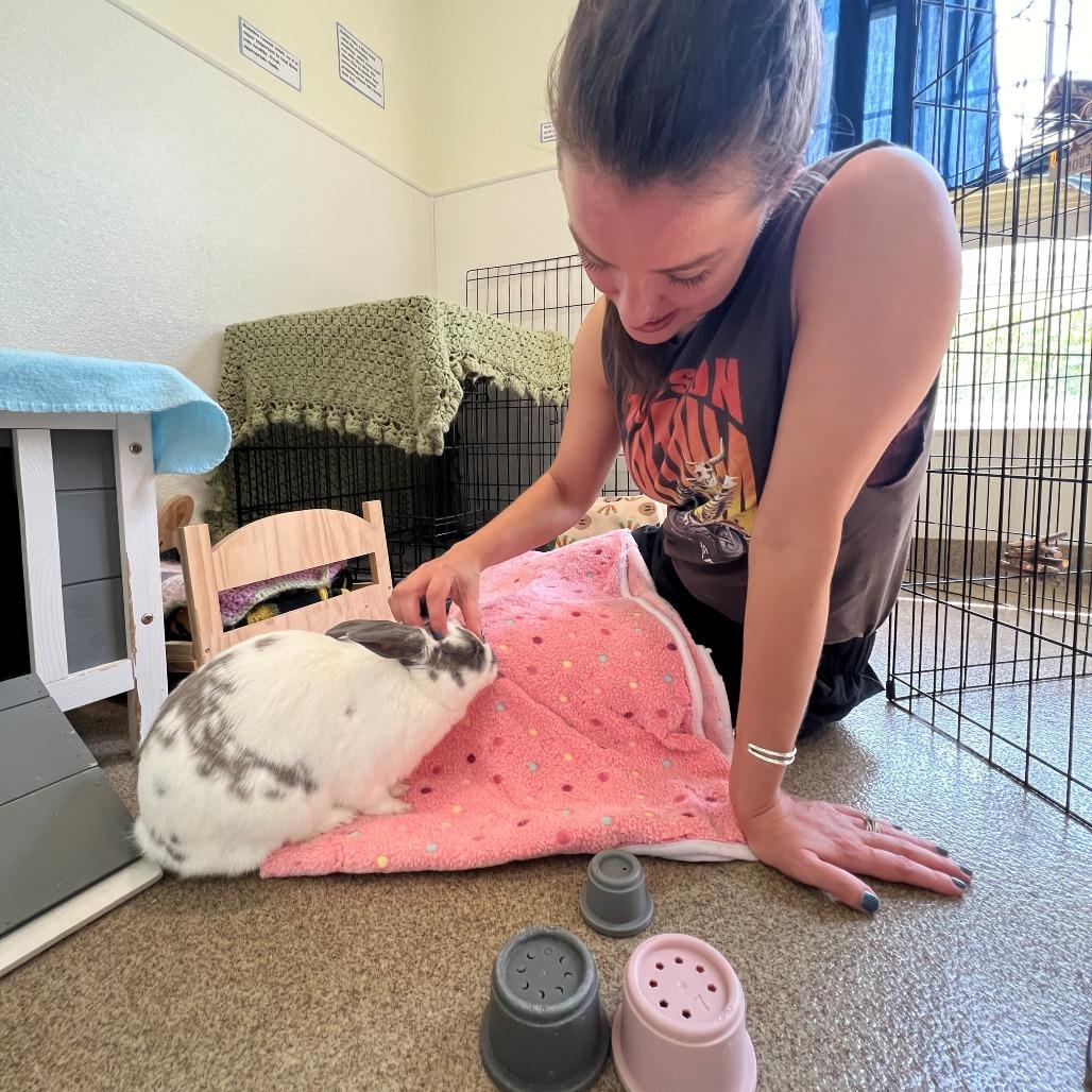 Enlarge Nougat, a Adoptable Mini Rex in Manchester, CT image 5/6