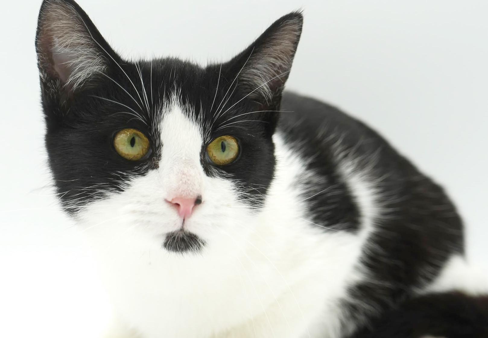 Jenny will wiggle and snuggle her way right to your heart!, Adoptable, Kitten Female Tuxedo & Turkish Van.