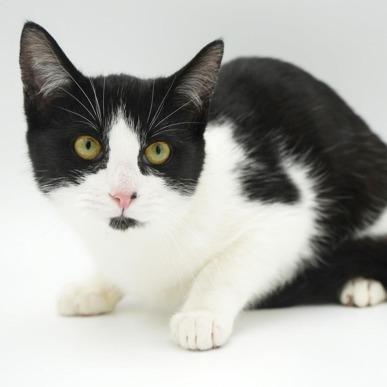 Jenny will wiggle and snuggle her way right to your heart!, a Adoptable mixed breed image 3/4