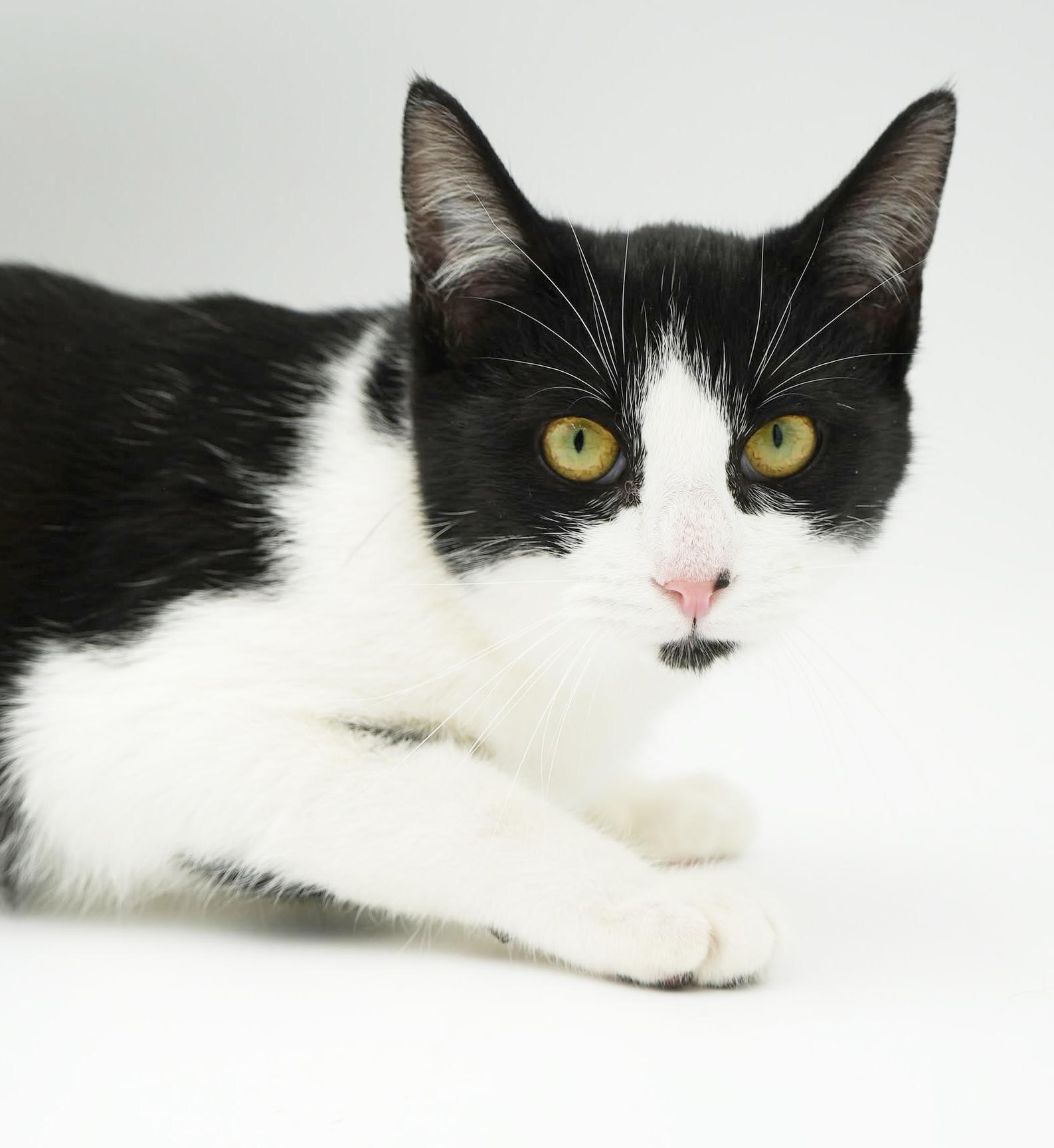 Jenny will wiggle and snuggle her way right to your heart!, a Adoptable mixed breed image 2/4