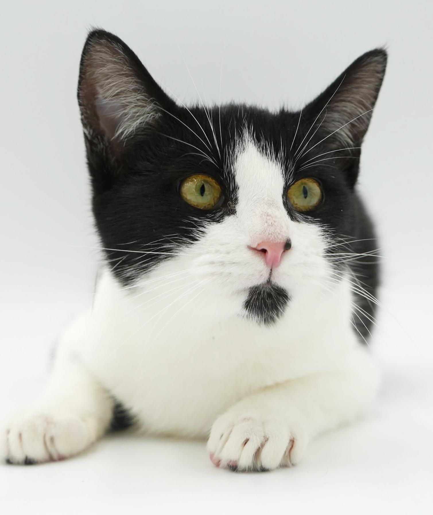 Jenny will wiggle and snuggle her way right to your heart!, a Adoptable mixed breed image 4/4